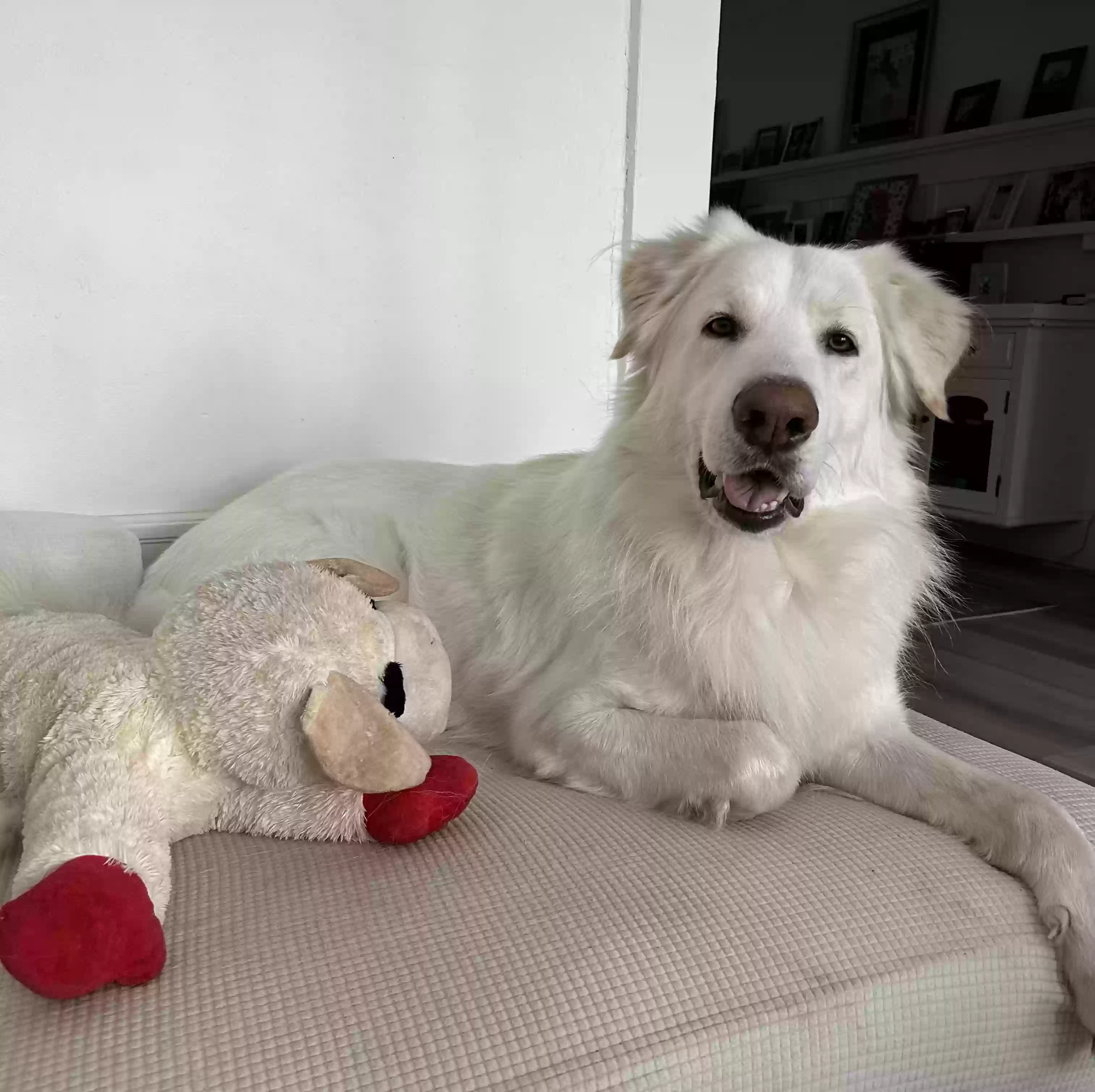 adoptable Dog in San Francisco,CA named Alfie