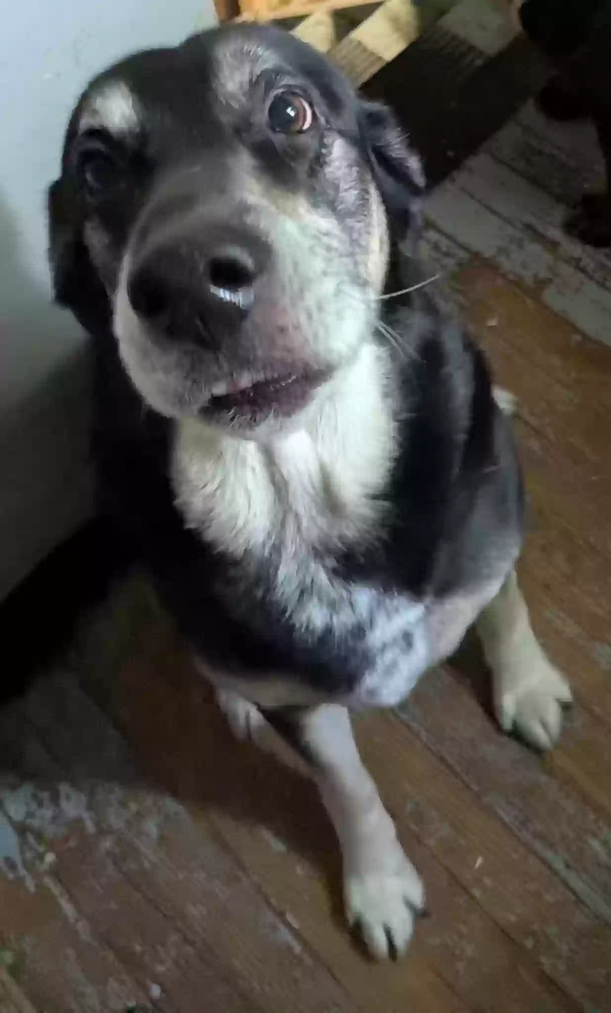 adoptable Dog in Springfield,OH named Buddy