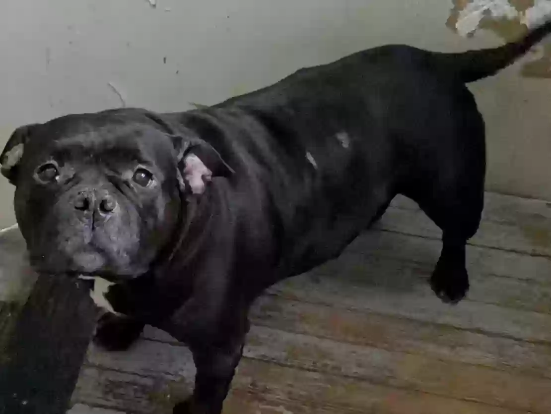 adoptable Dog in Springfield,OH named Myhrr