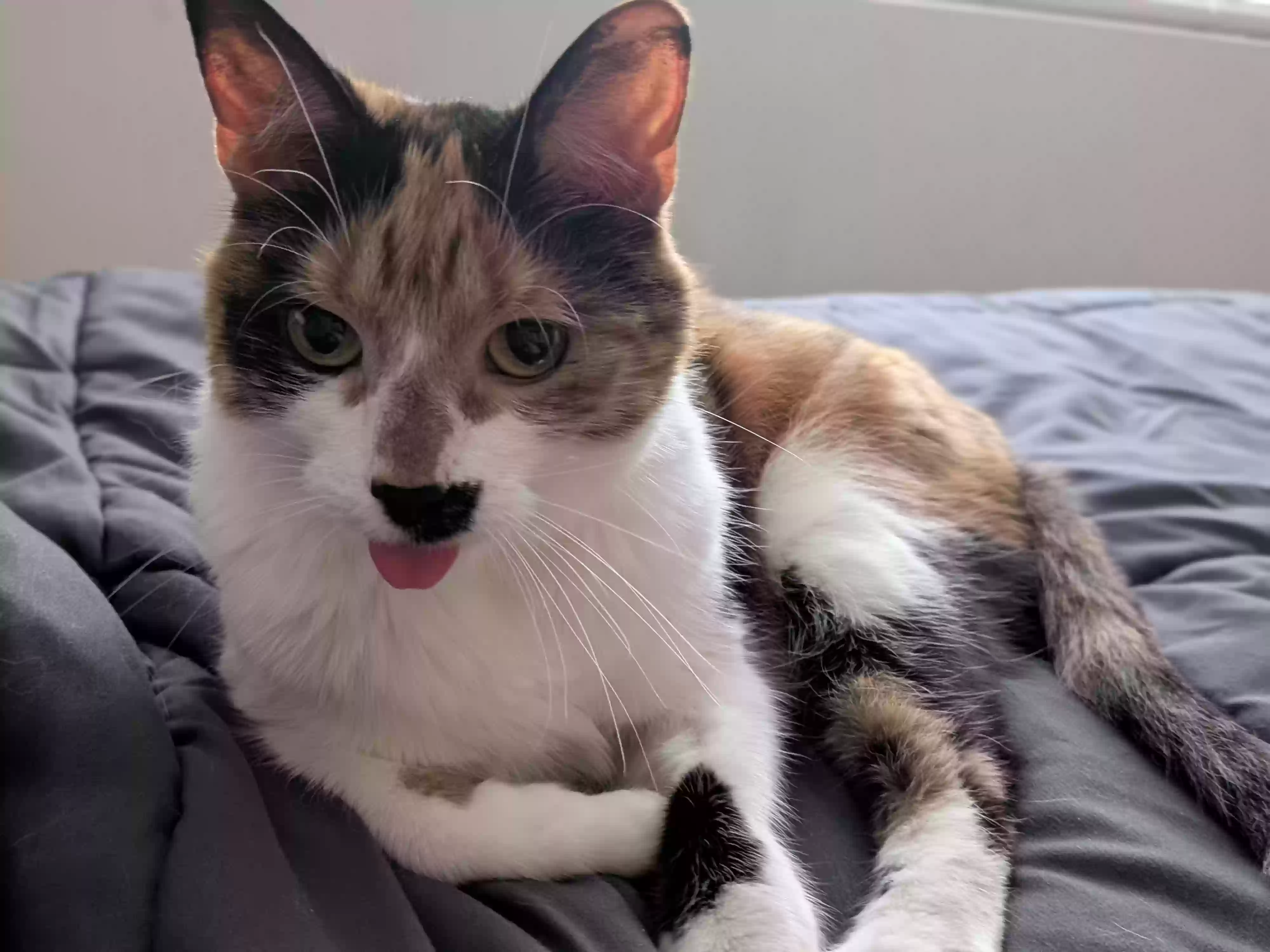 adoptable Cat in Howard City,MI named Cookie