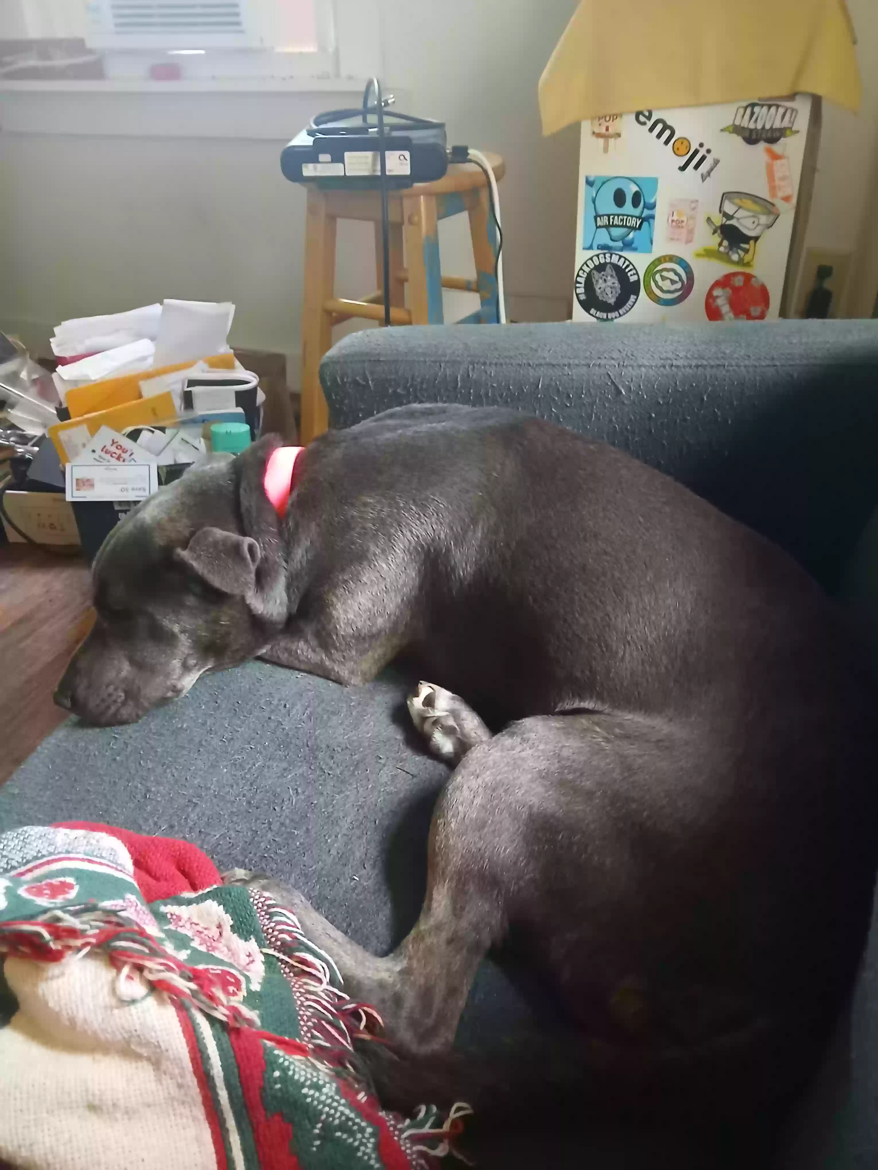 adoptable Dog in Marietta,OH named Meka