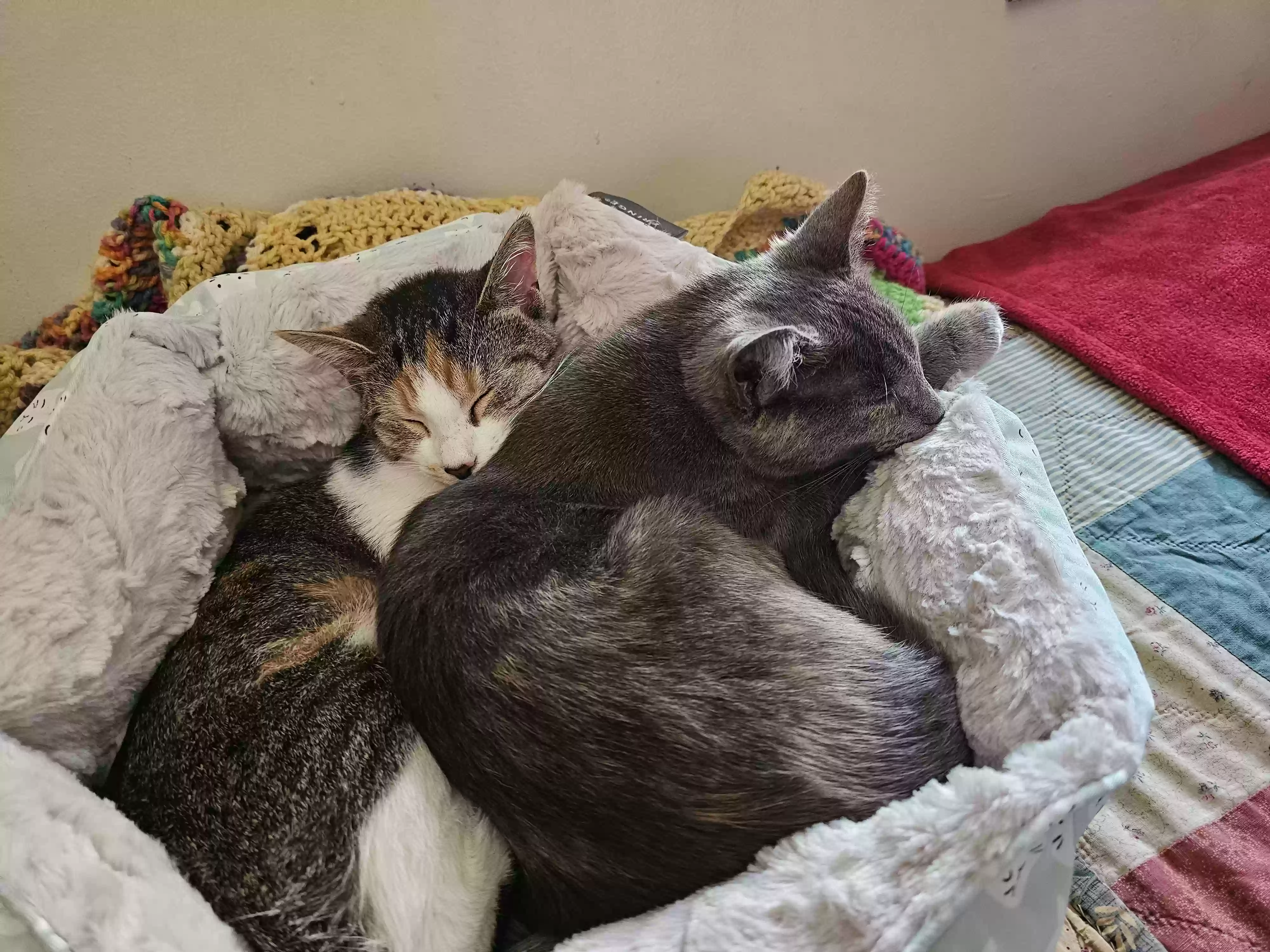 adoptable Cat in Algonac,MI named 