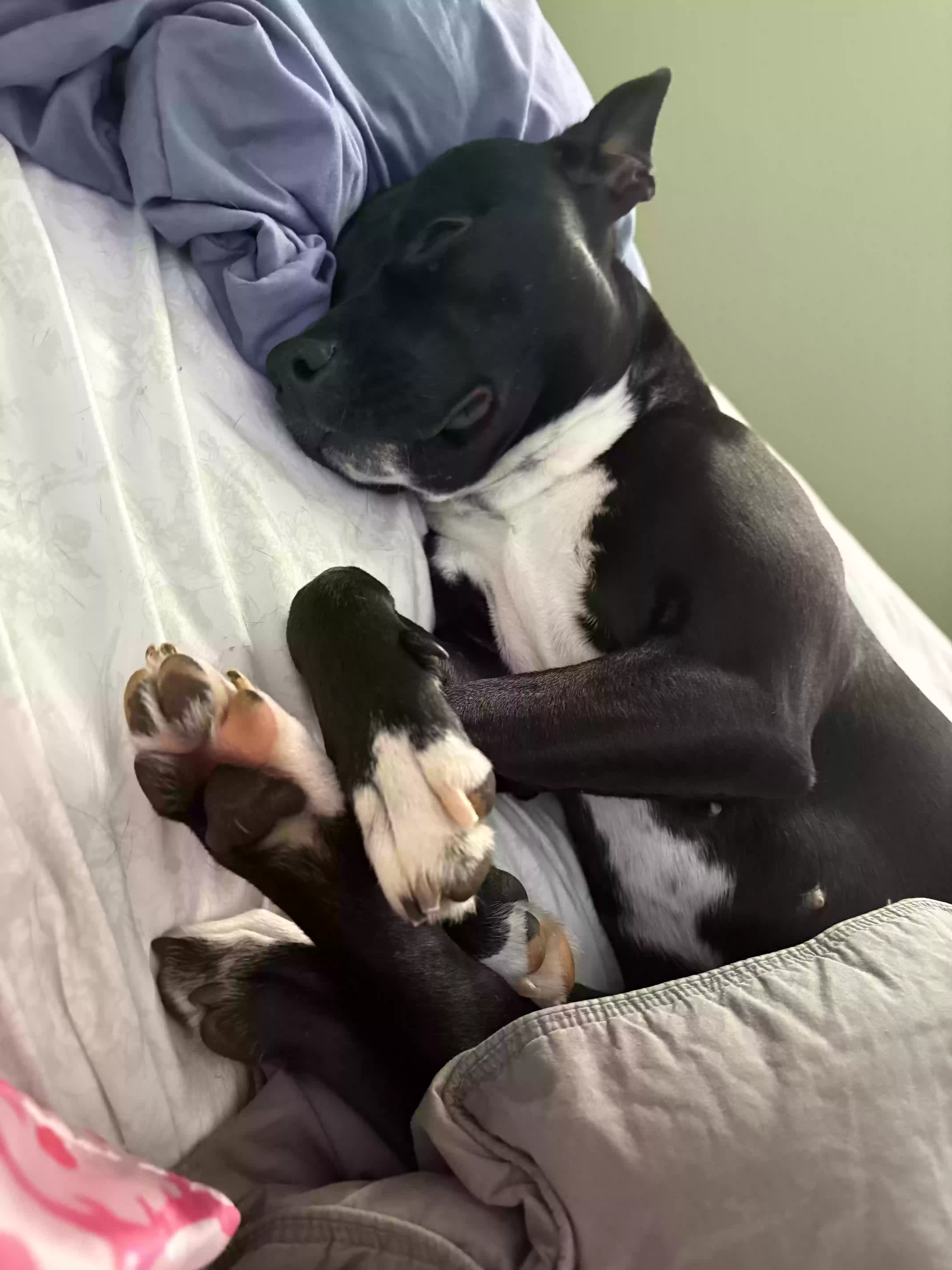 adoptable Dog in Oak Park,MI named Athena