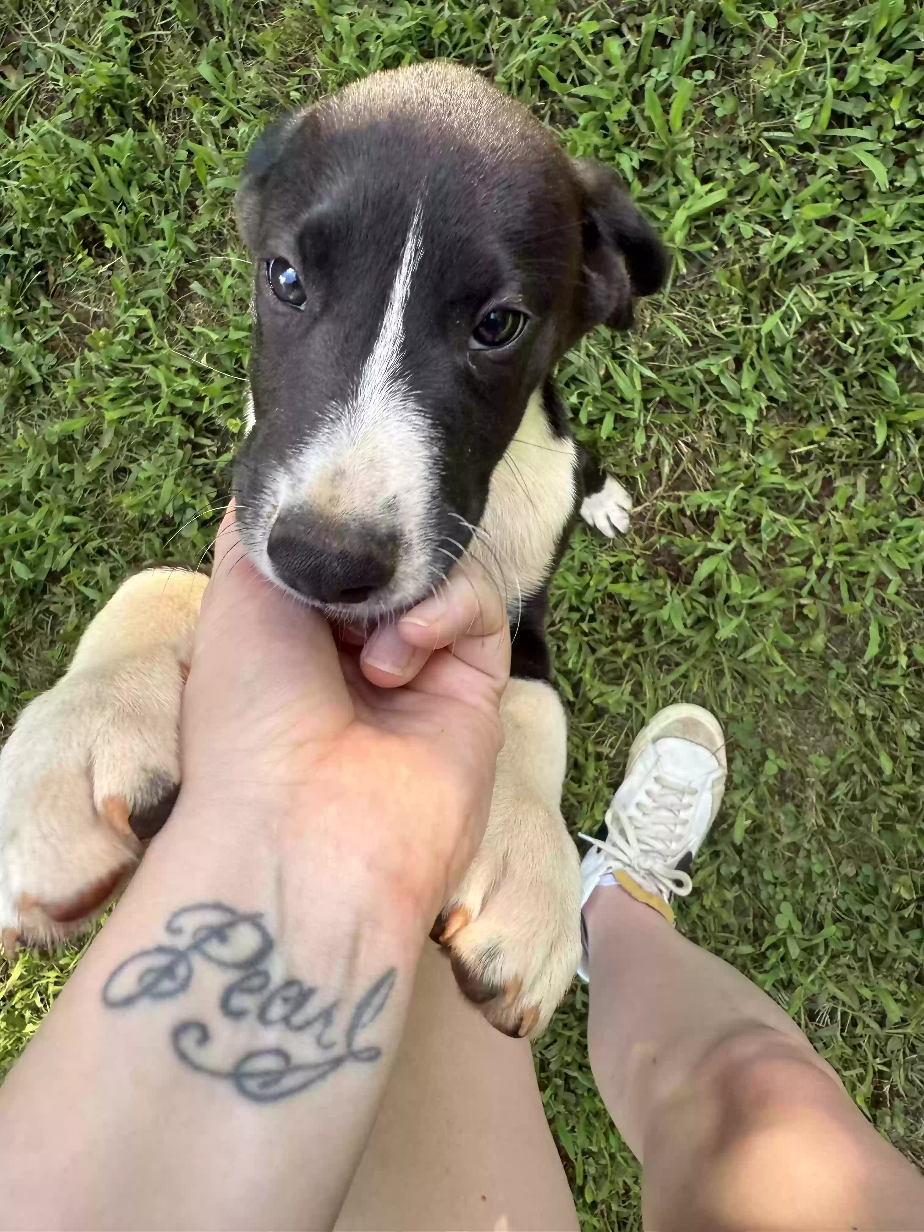 adoptable Dog in Marietta,GA named Oreo