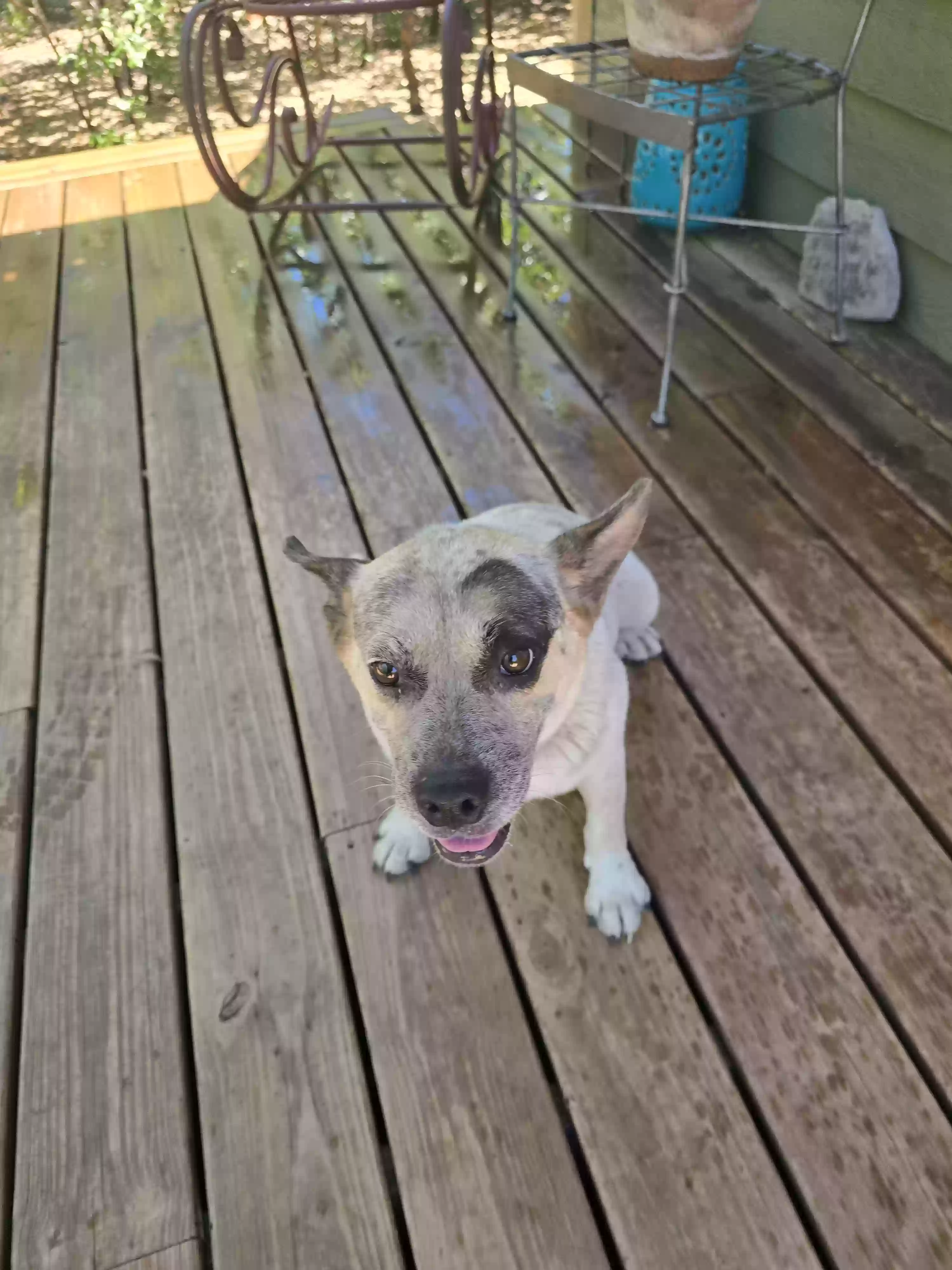 adoptable Dog in Whitney,TX named Unknown