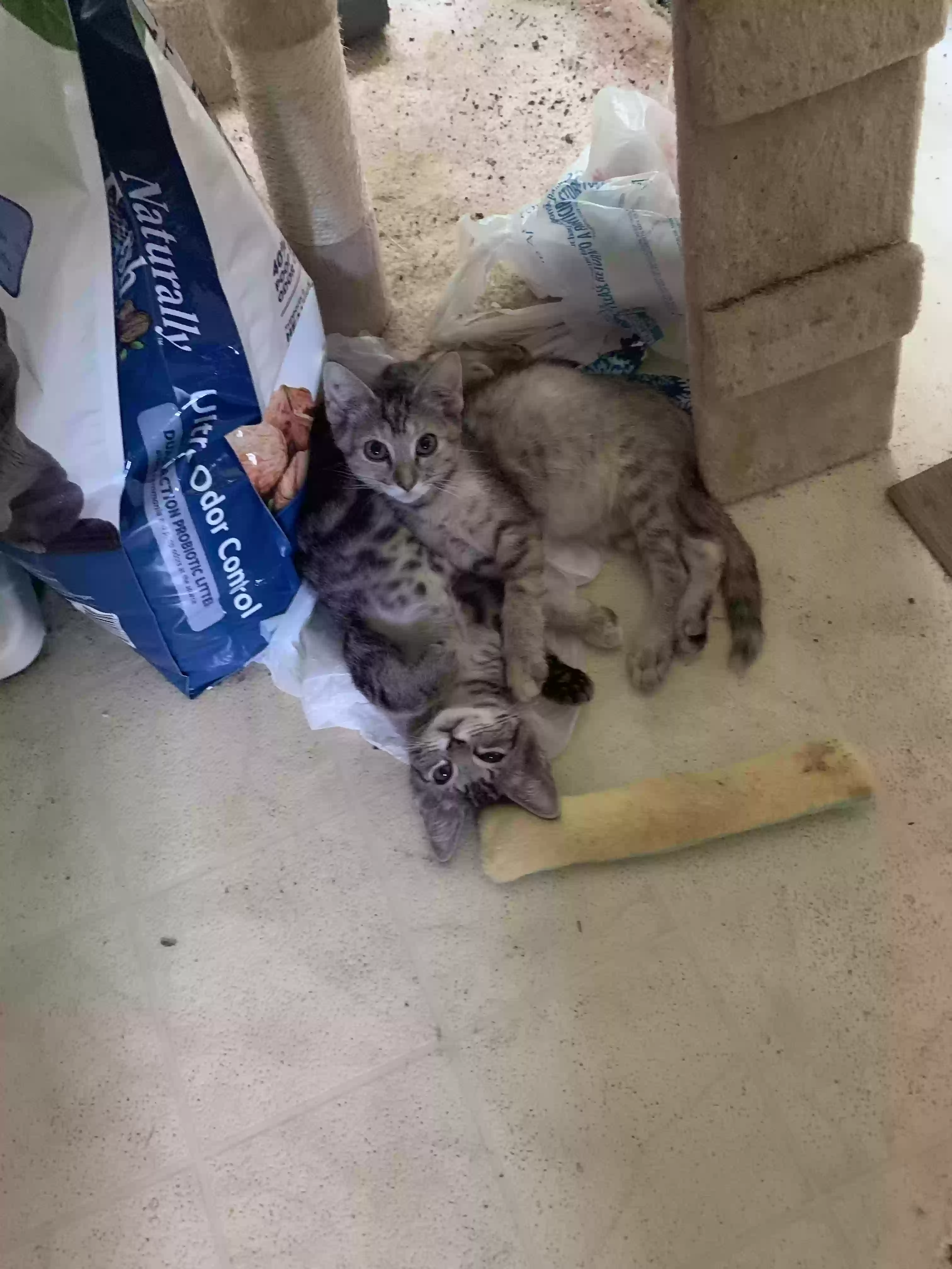adoptable Cat in Irving,TX named Abbey and 3 of her kittens
