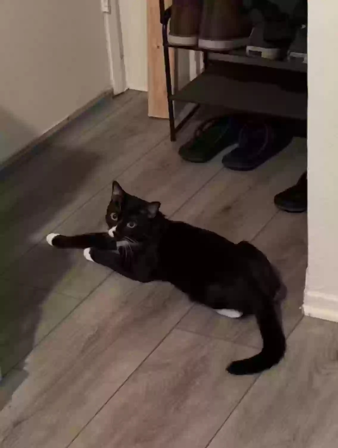 adoptable Cat in Fullerton,CA named Stinkbug