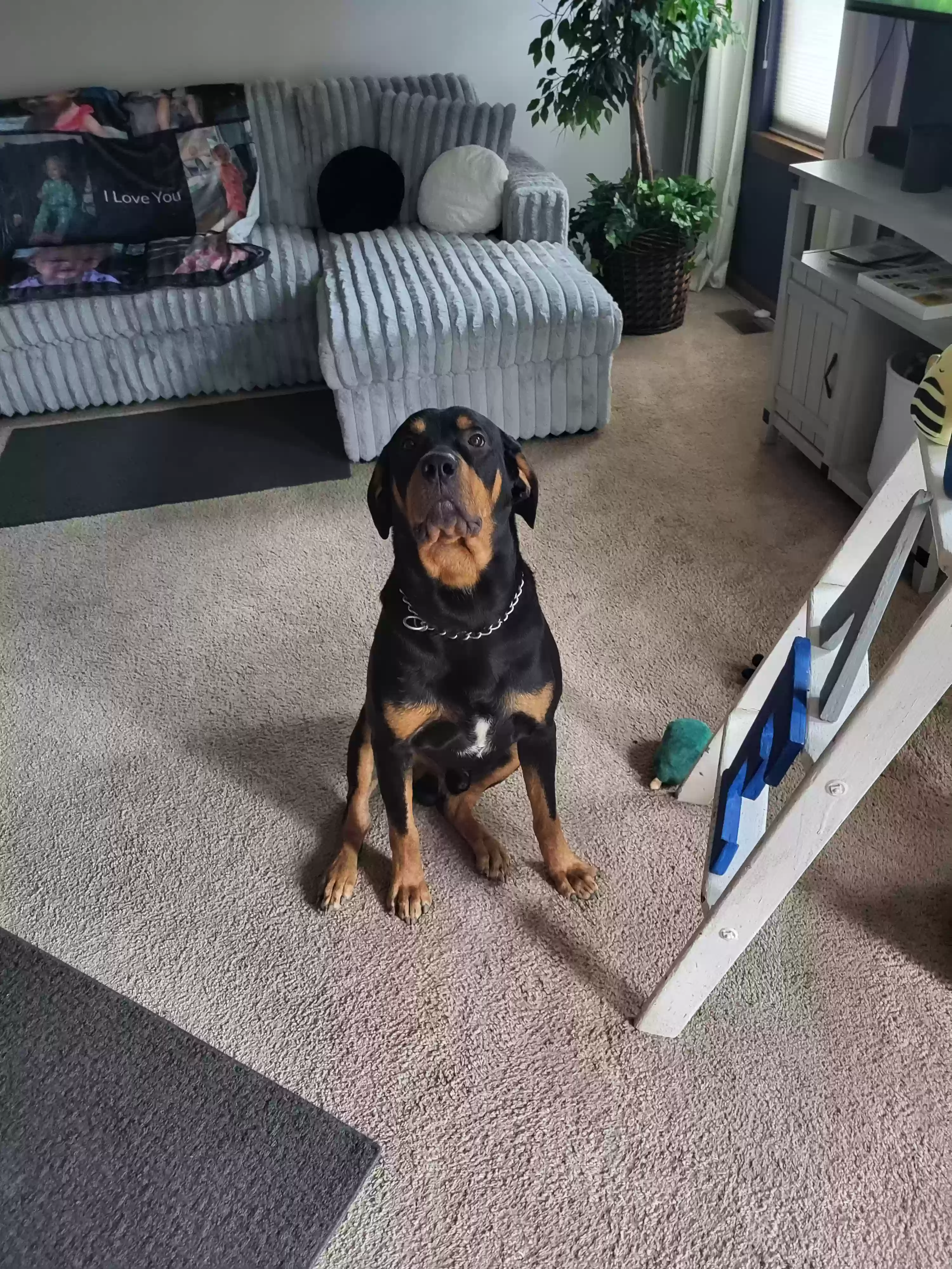 adoptable Dog in Plainfield,IL named zeus