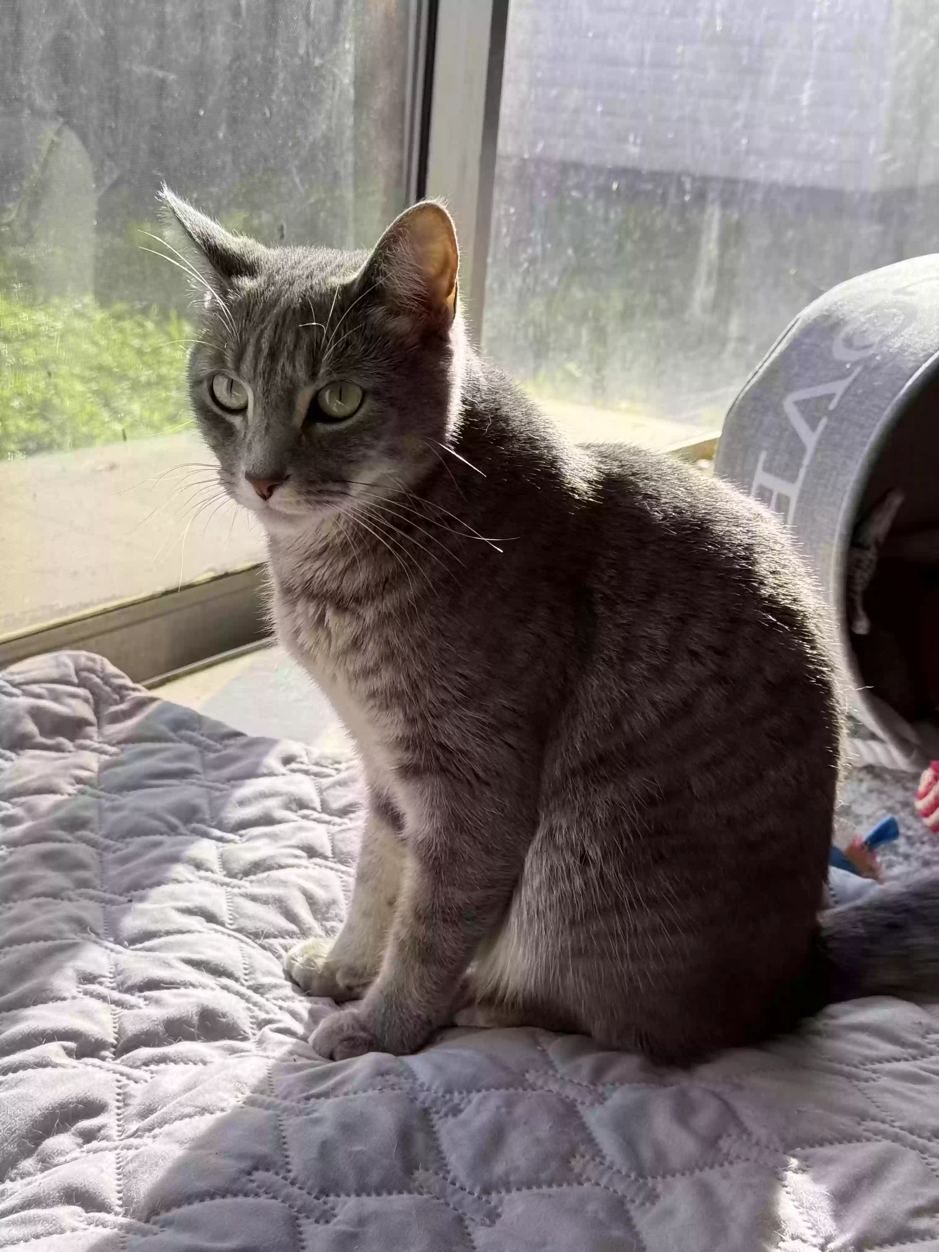 adoptable Cat in Hialeah,FL named Luna and Sophie