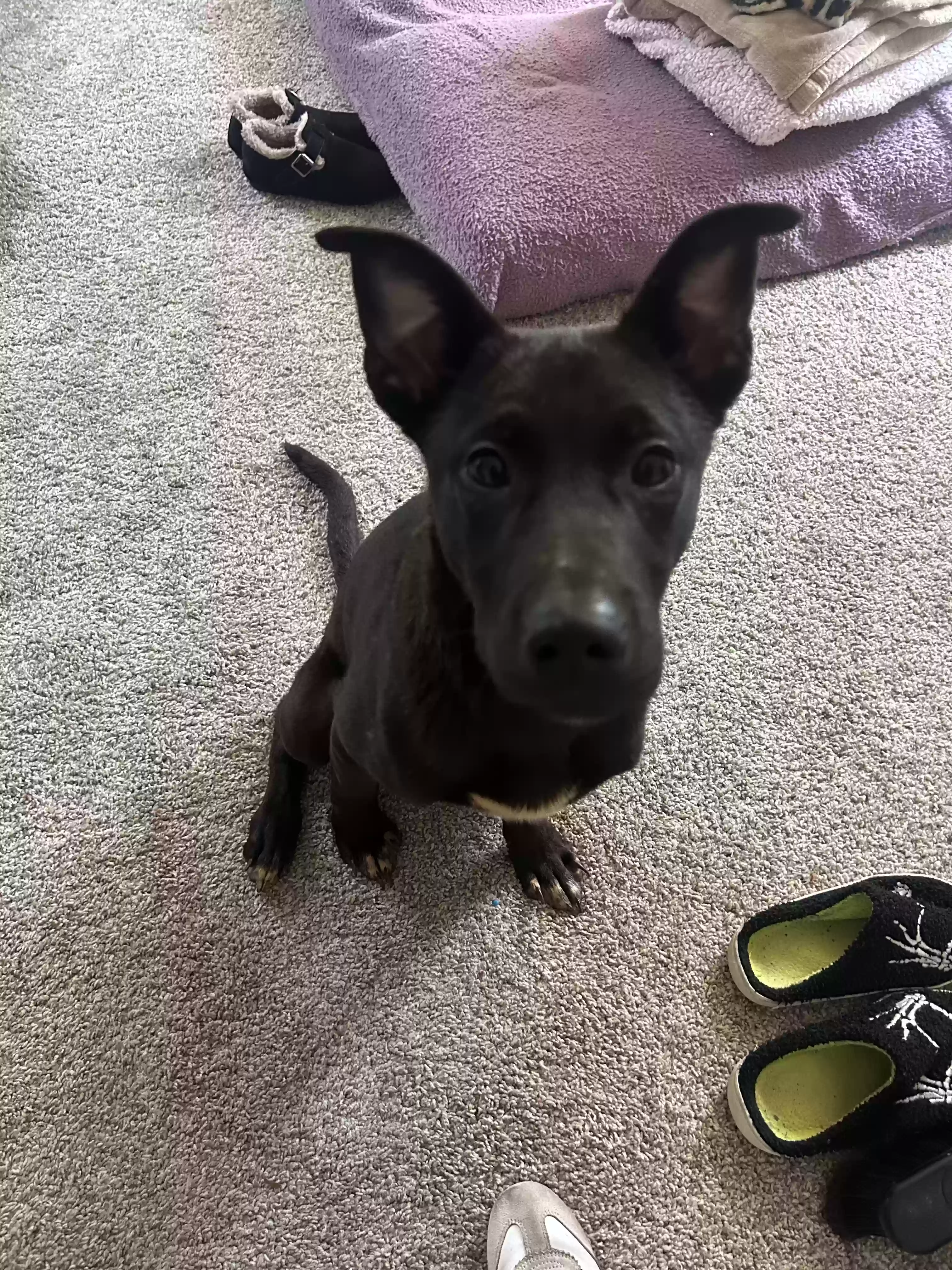 adoptable Dog in Marietta,GA named Koda