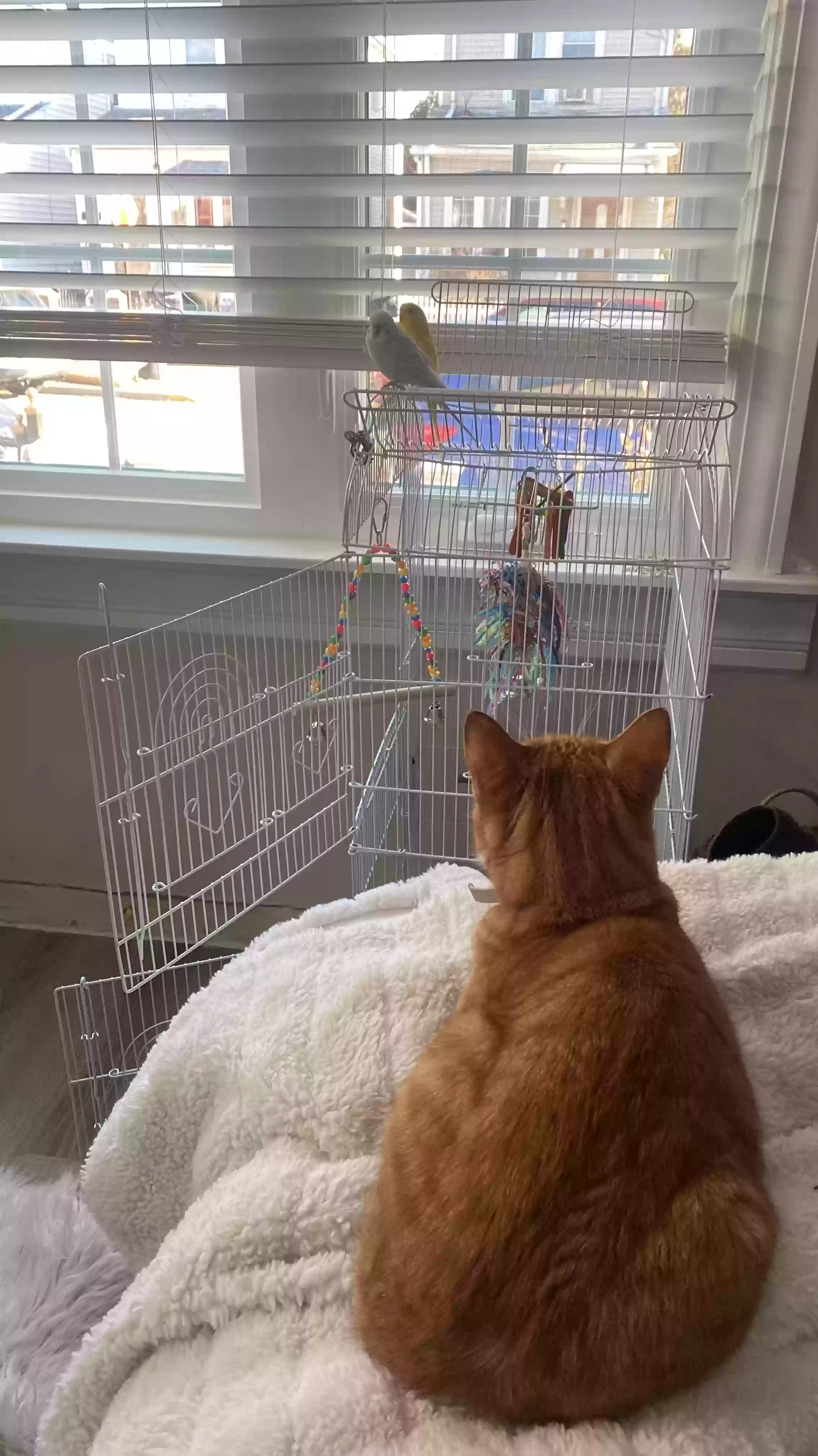 adoptable Cat in South Ozone Park,NY named Pumpkin