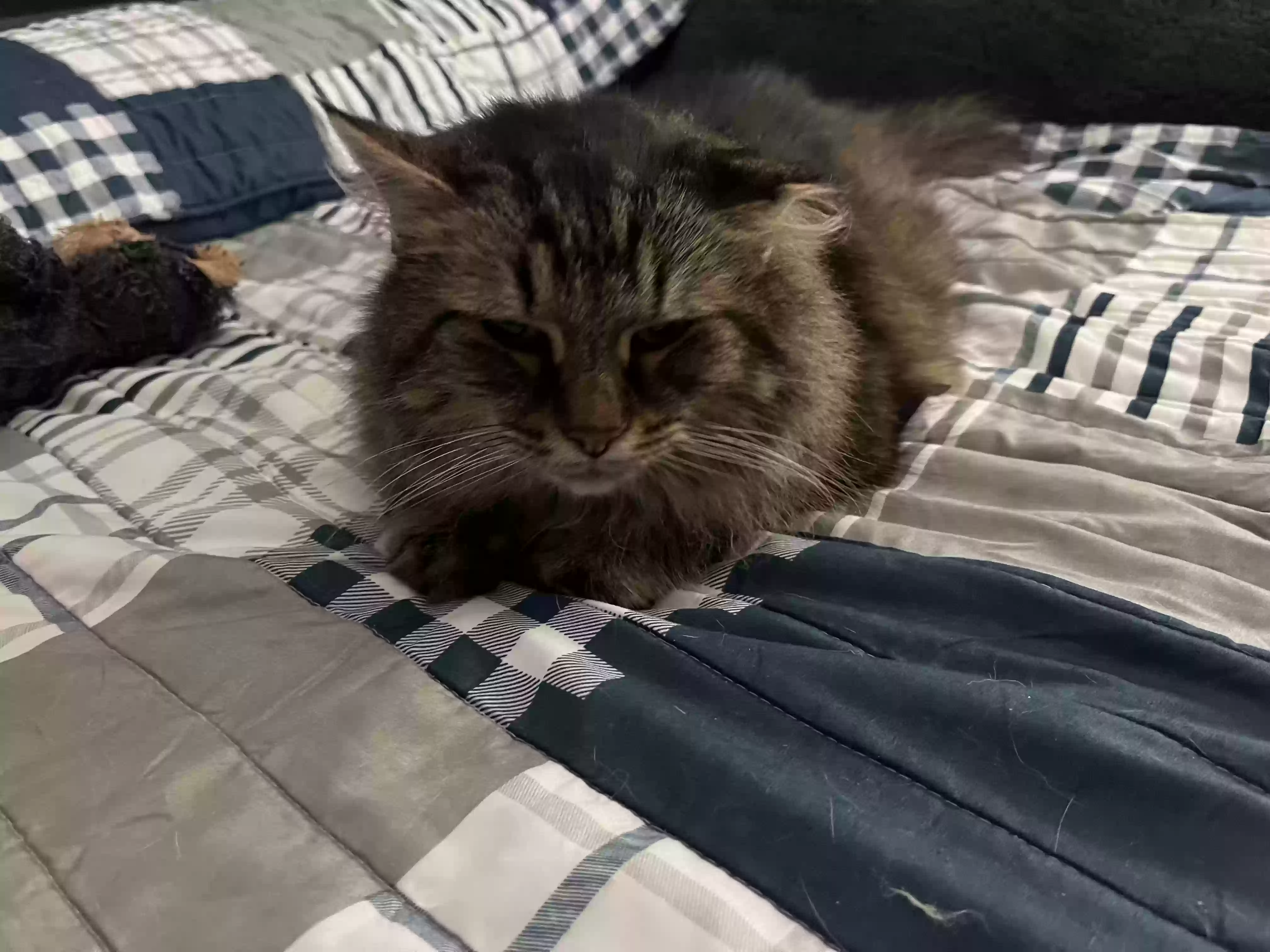 adoptable Cat in Portage,IN named Oscar