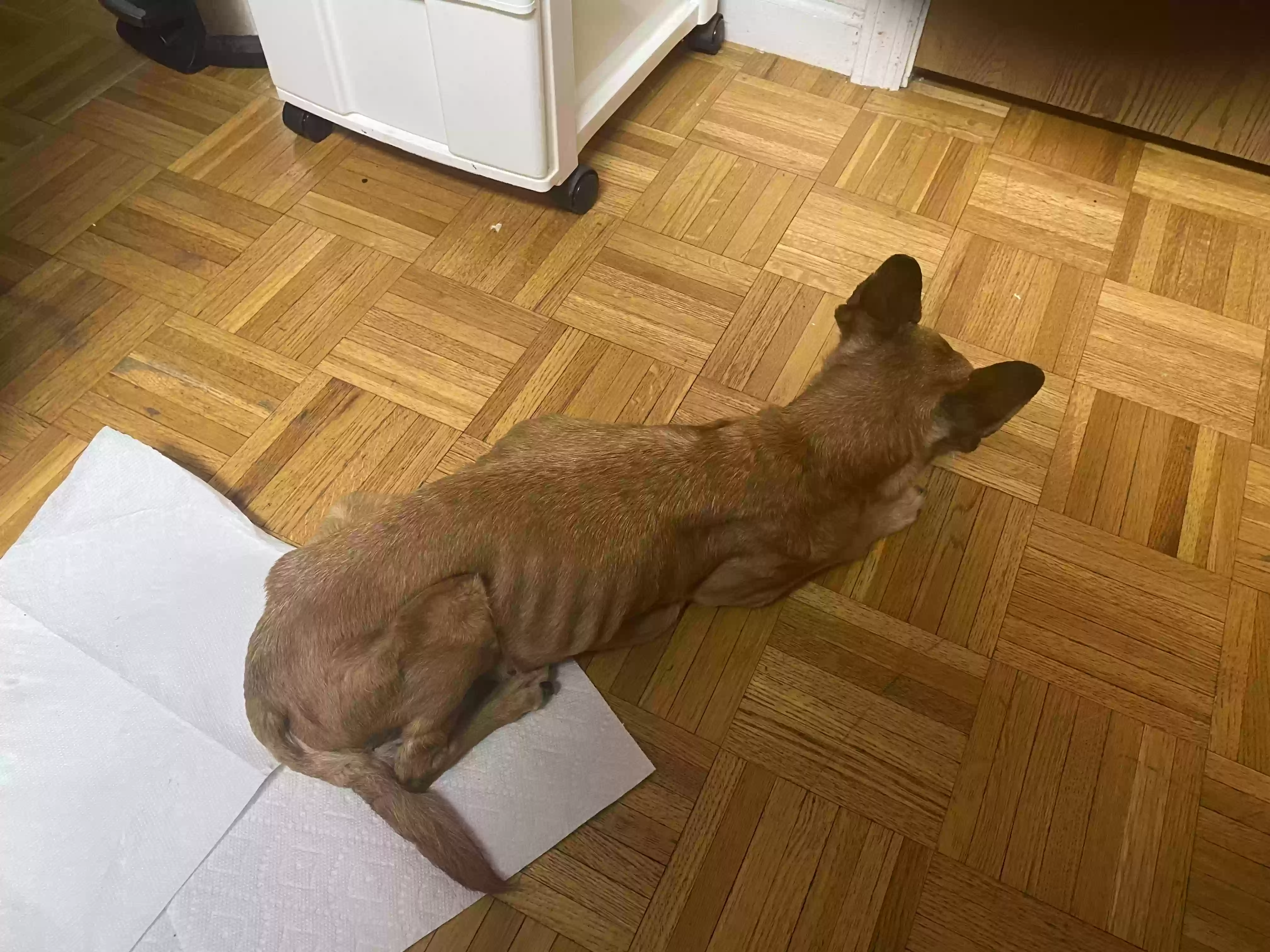 adoptable Dog in Cincinnati,OH named Missy