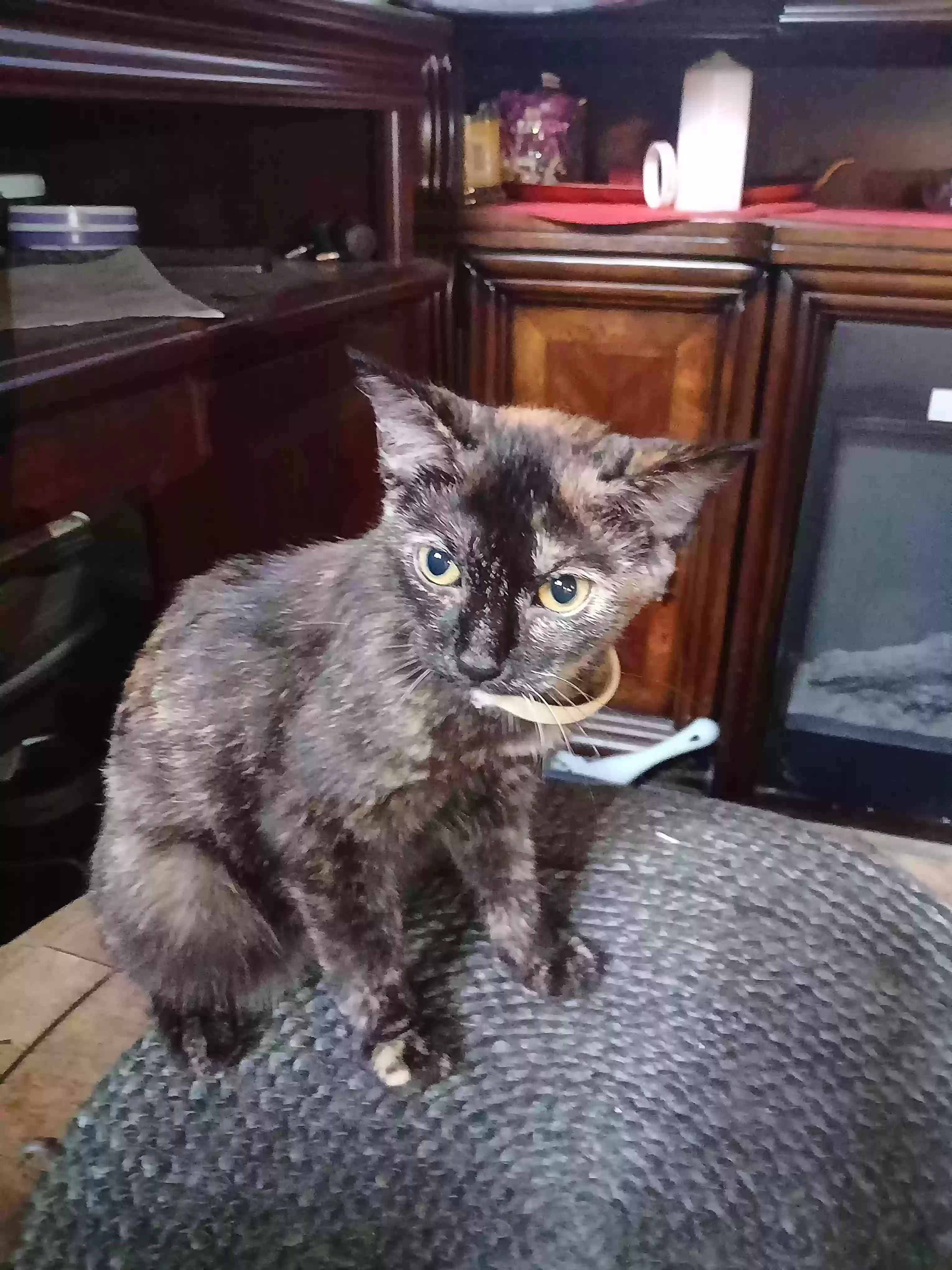 adoptable Cat in Lima,OH named Luna