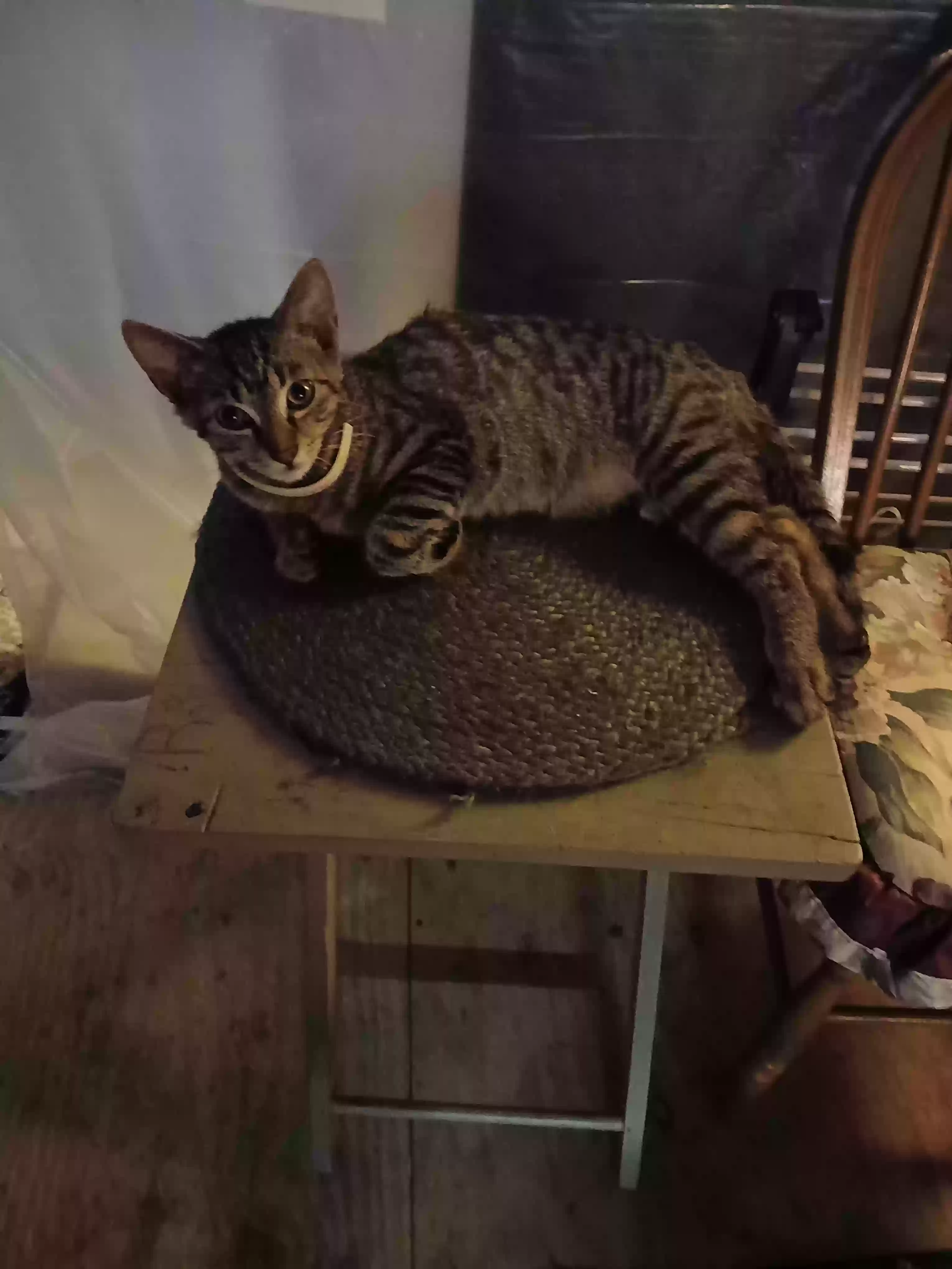 adoptable Cat in Lima,OH named Jr