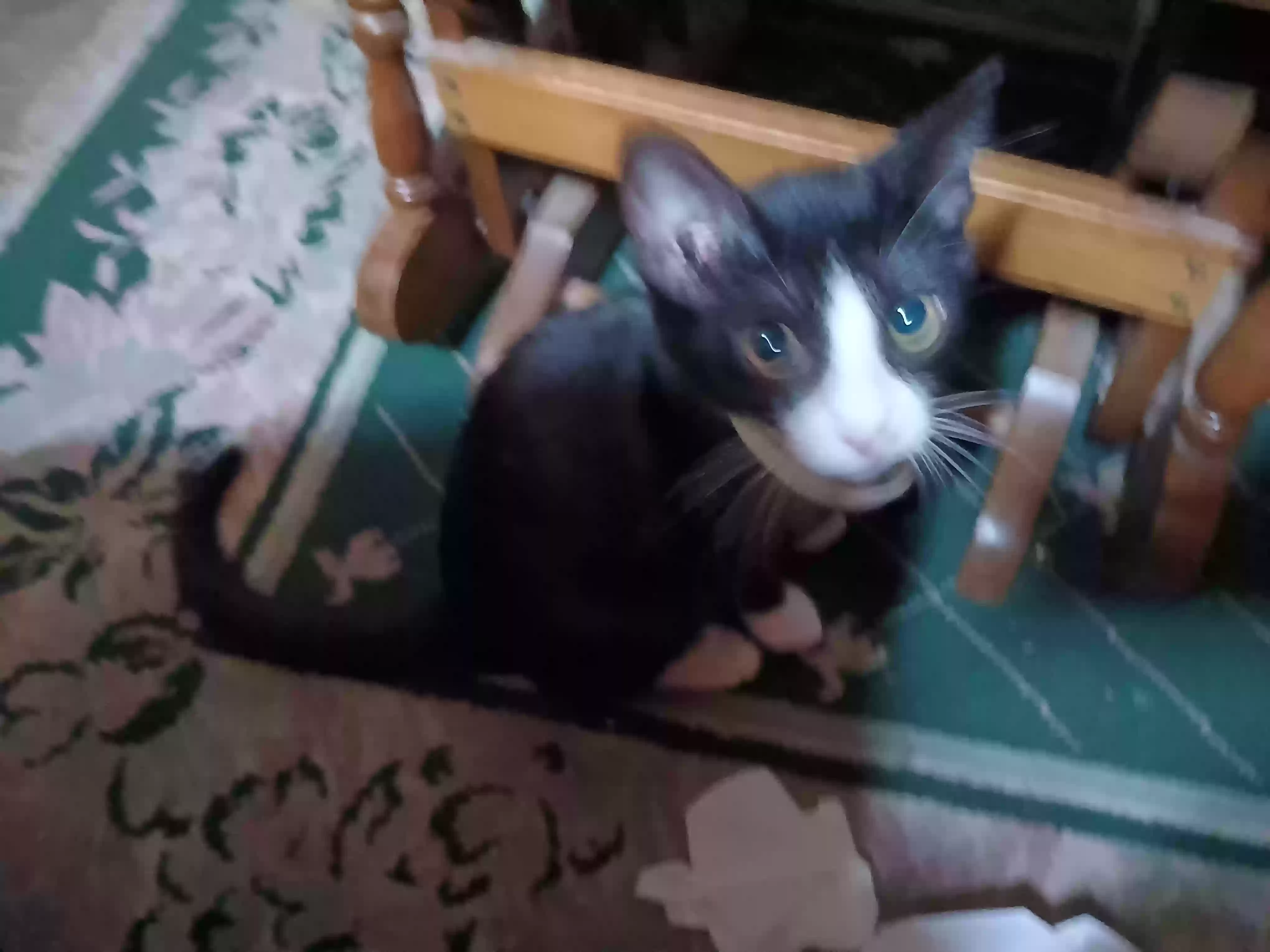 adoptable Cat in Lima,OH named Ulu