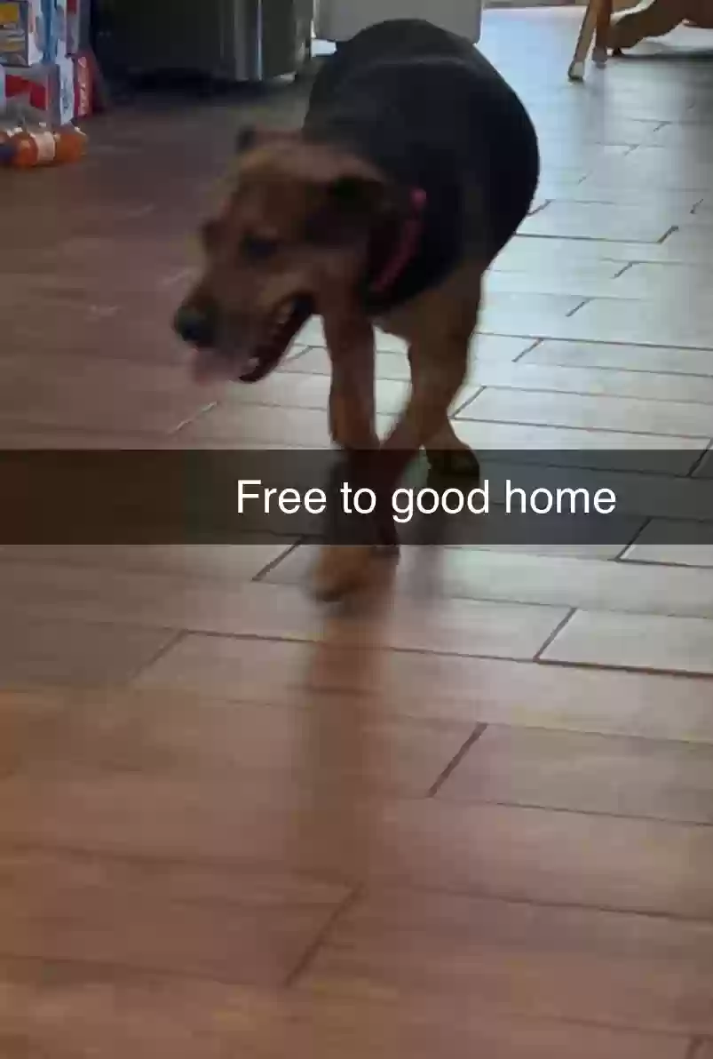 adoptable Dog in Jackson,TN named Willow