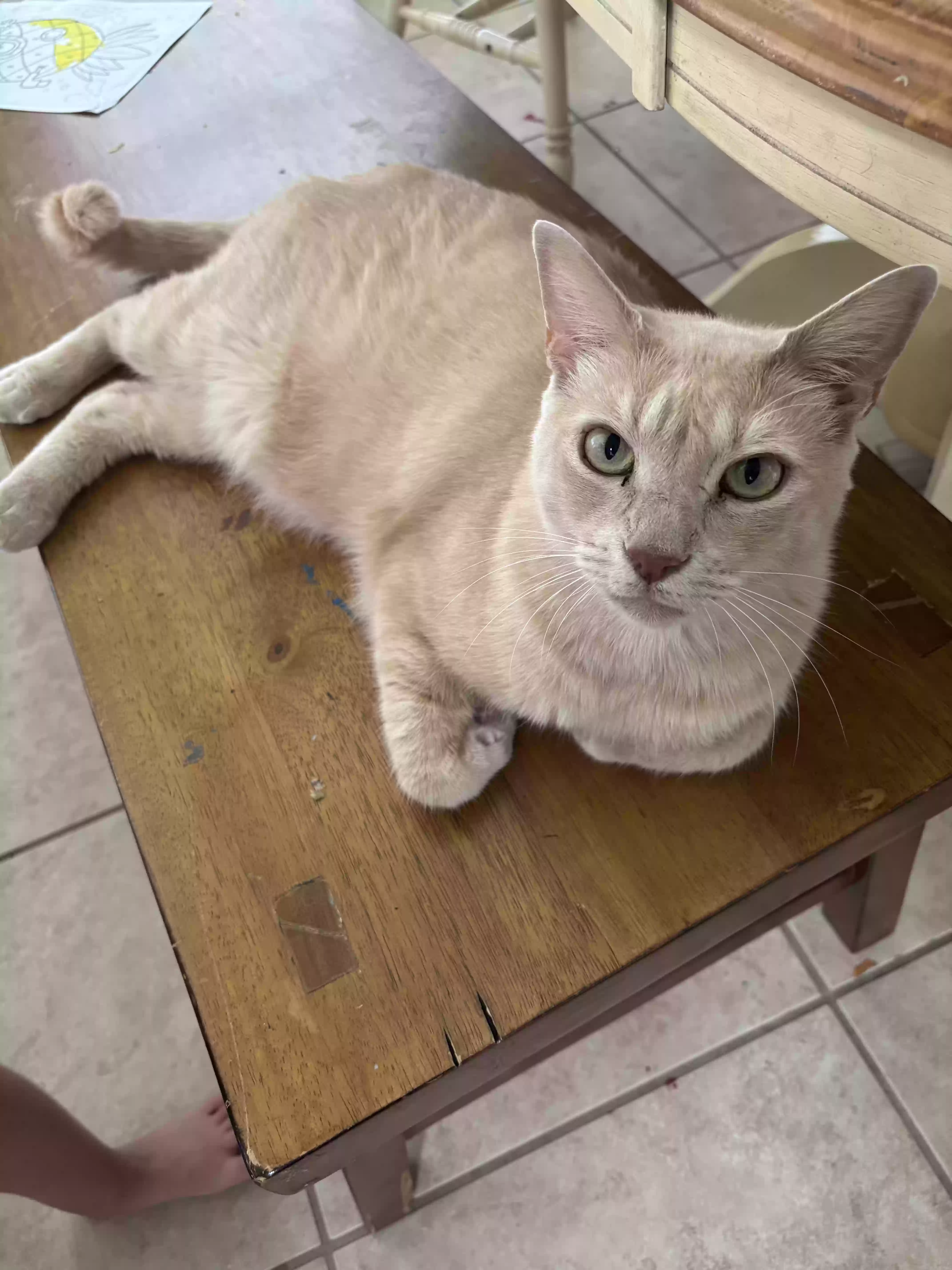 adoptable Cat in Wylie,TX named Gray