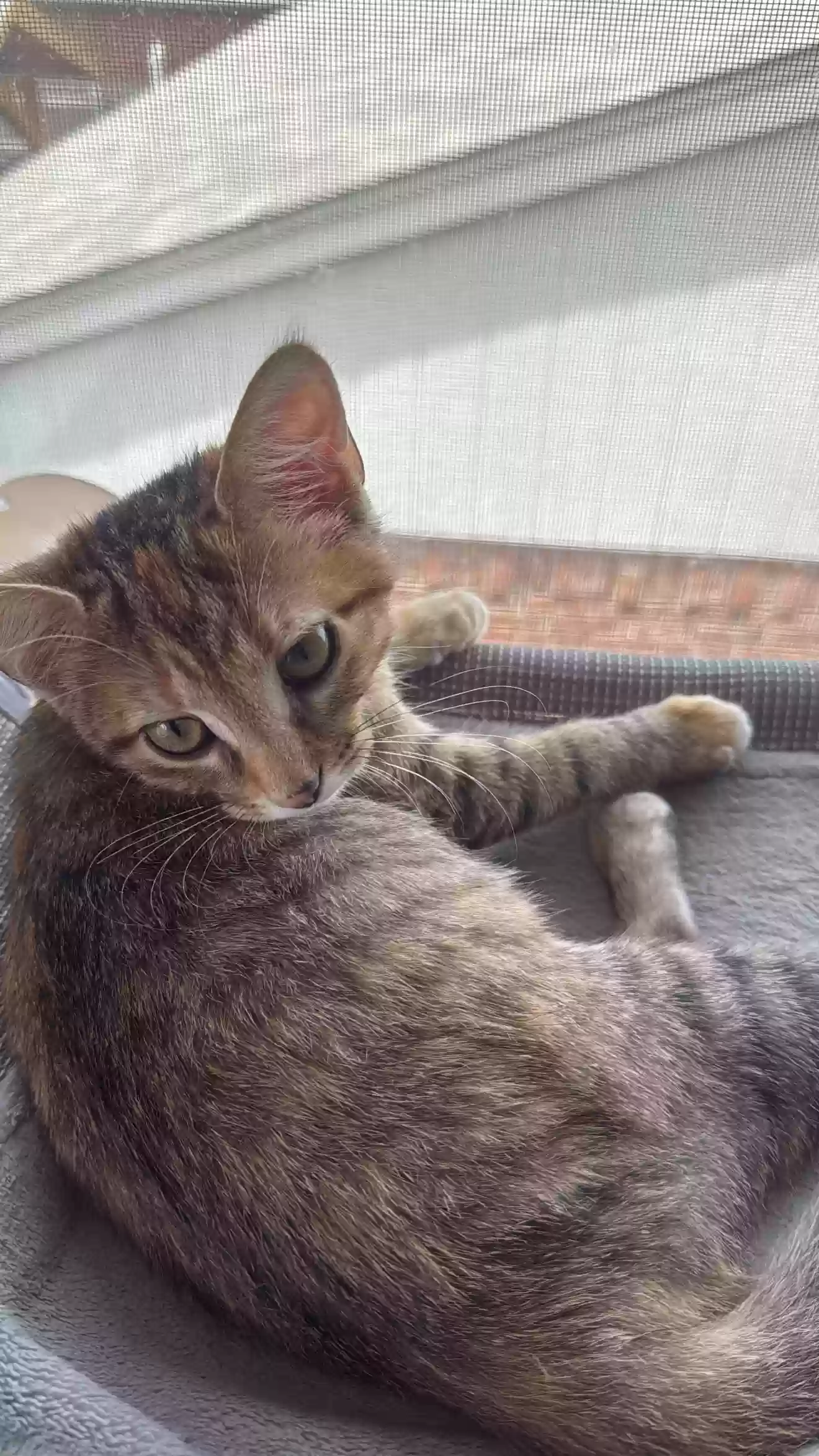 adoptable Cat in Hurst,TX named Missy