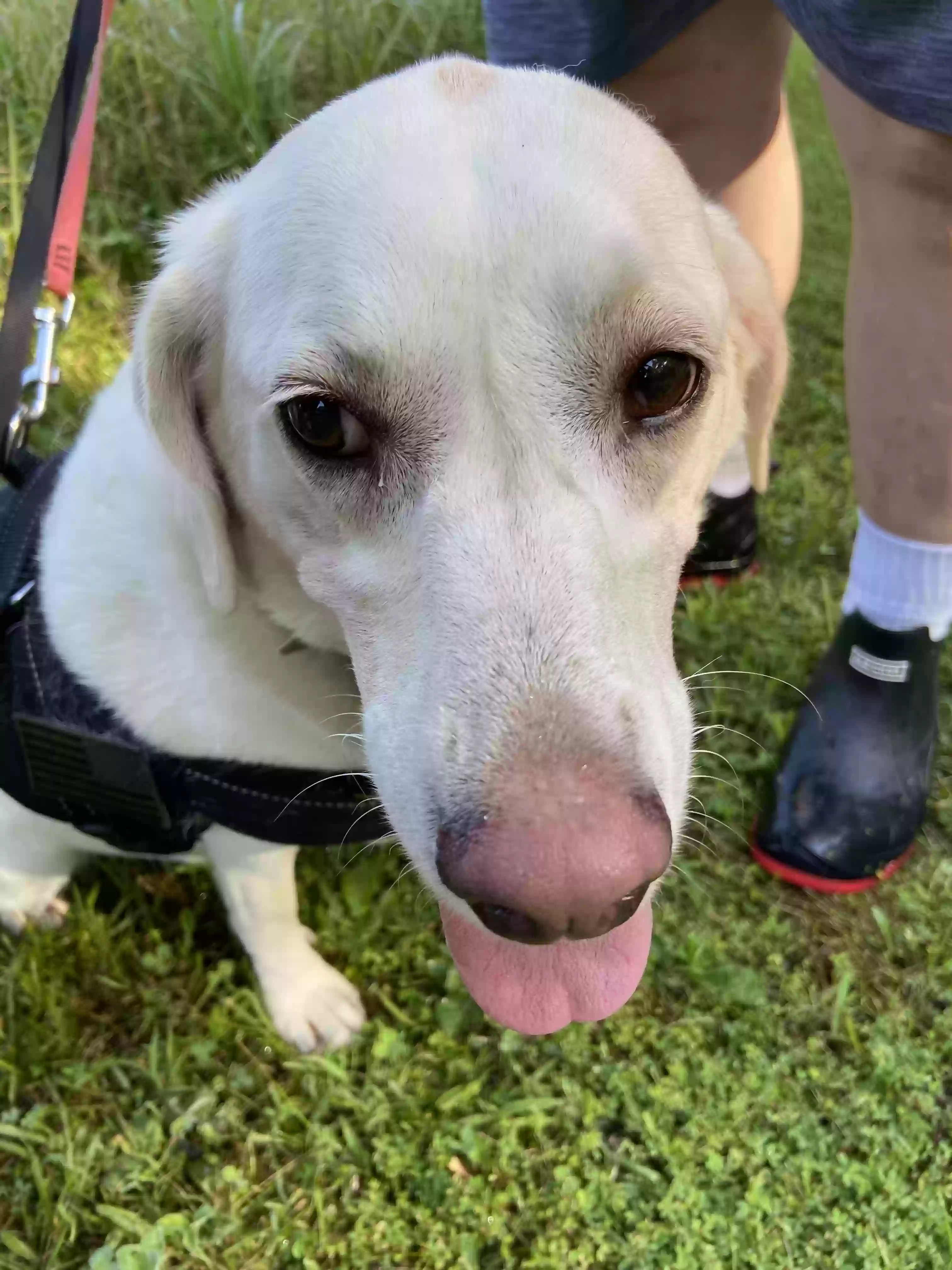 adoptable Dog in Paintsville,KY named Selena