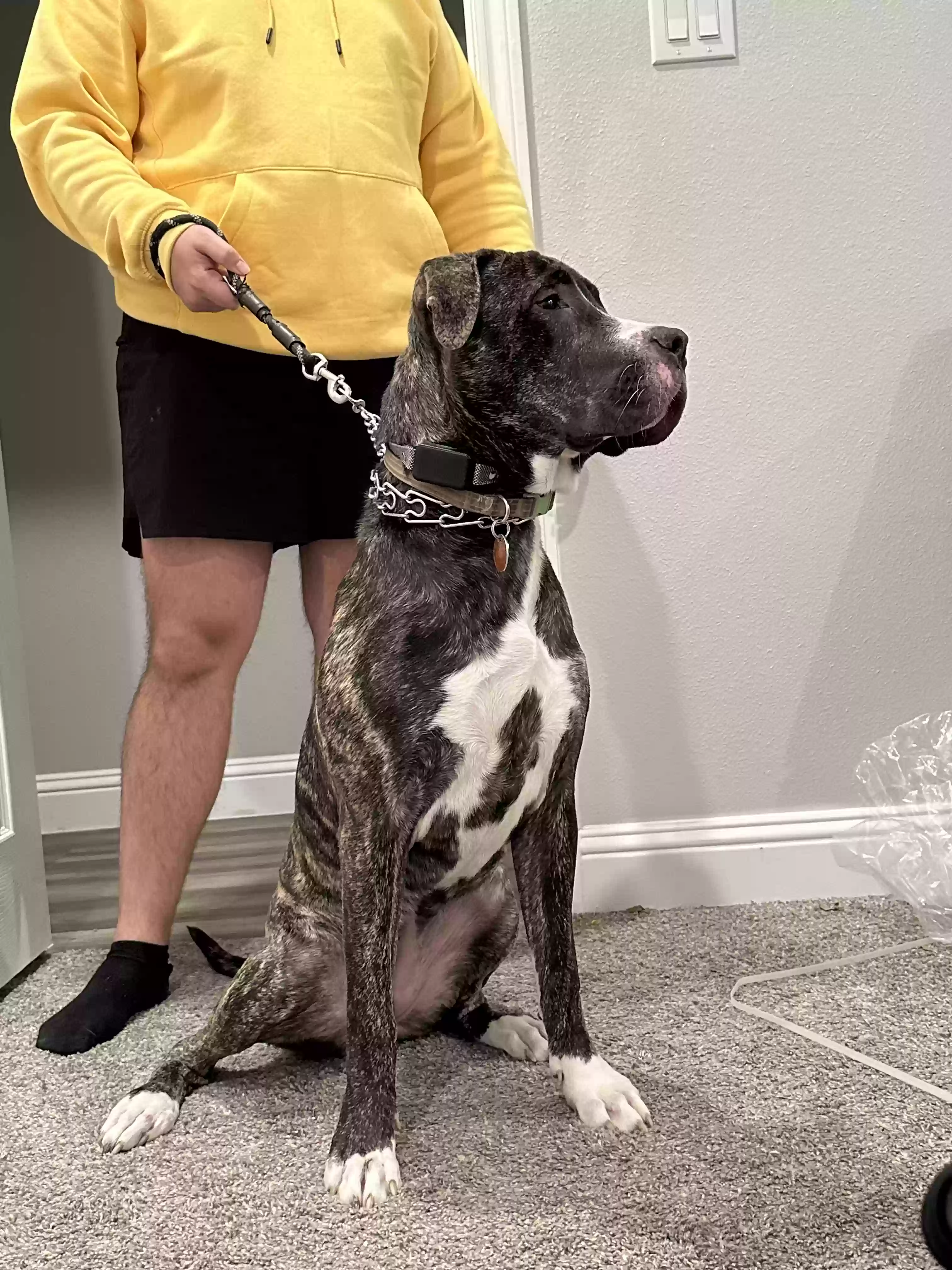 adoptable Dog in Princeton,TX named Remi