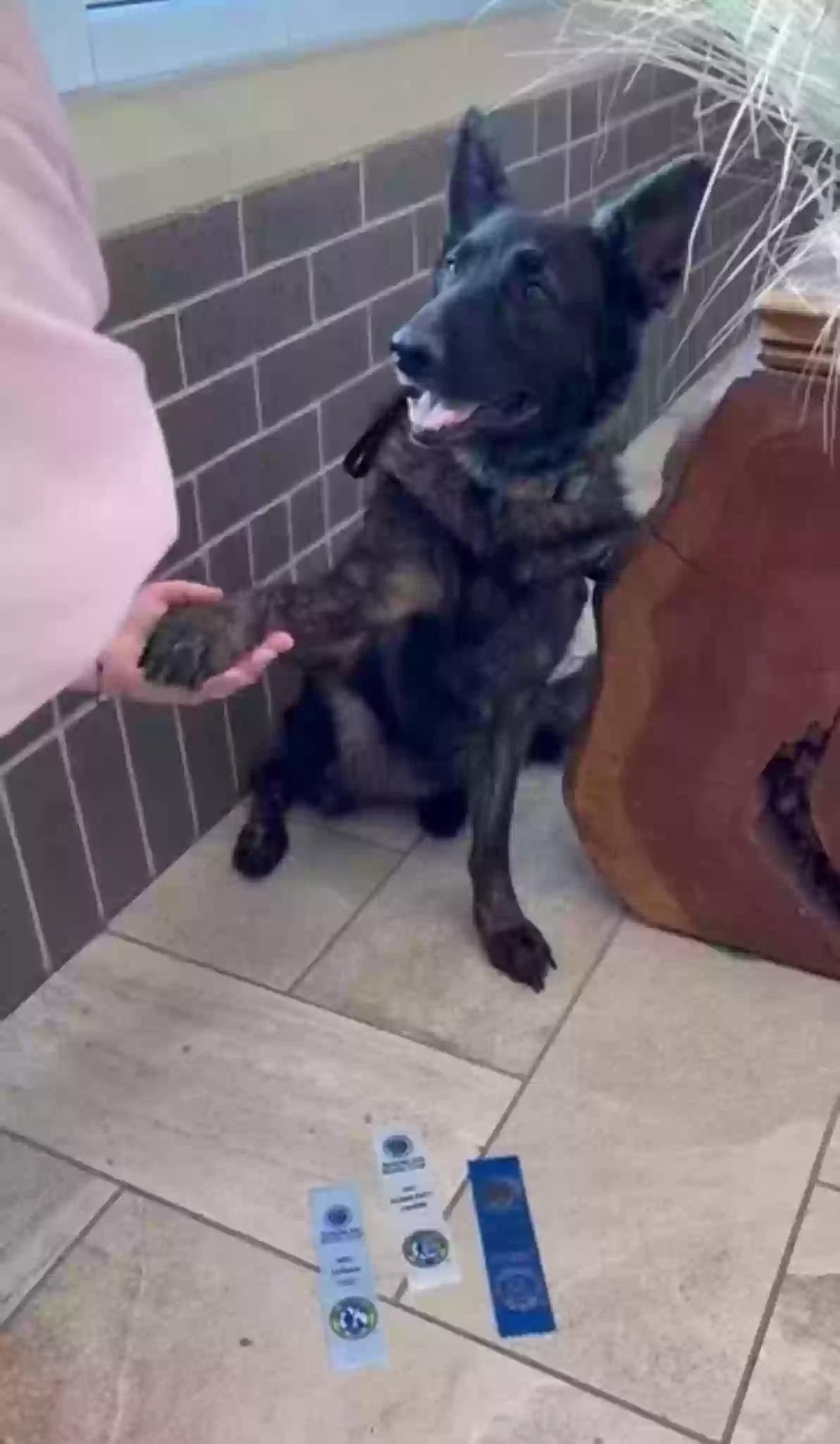 adoptable Dog in Princeton,TX named Creed