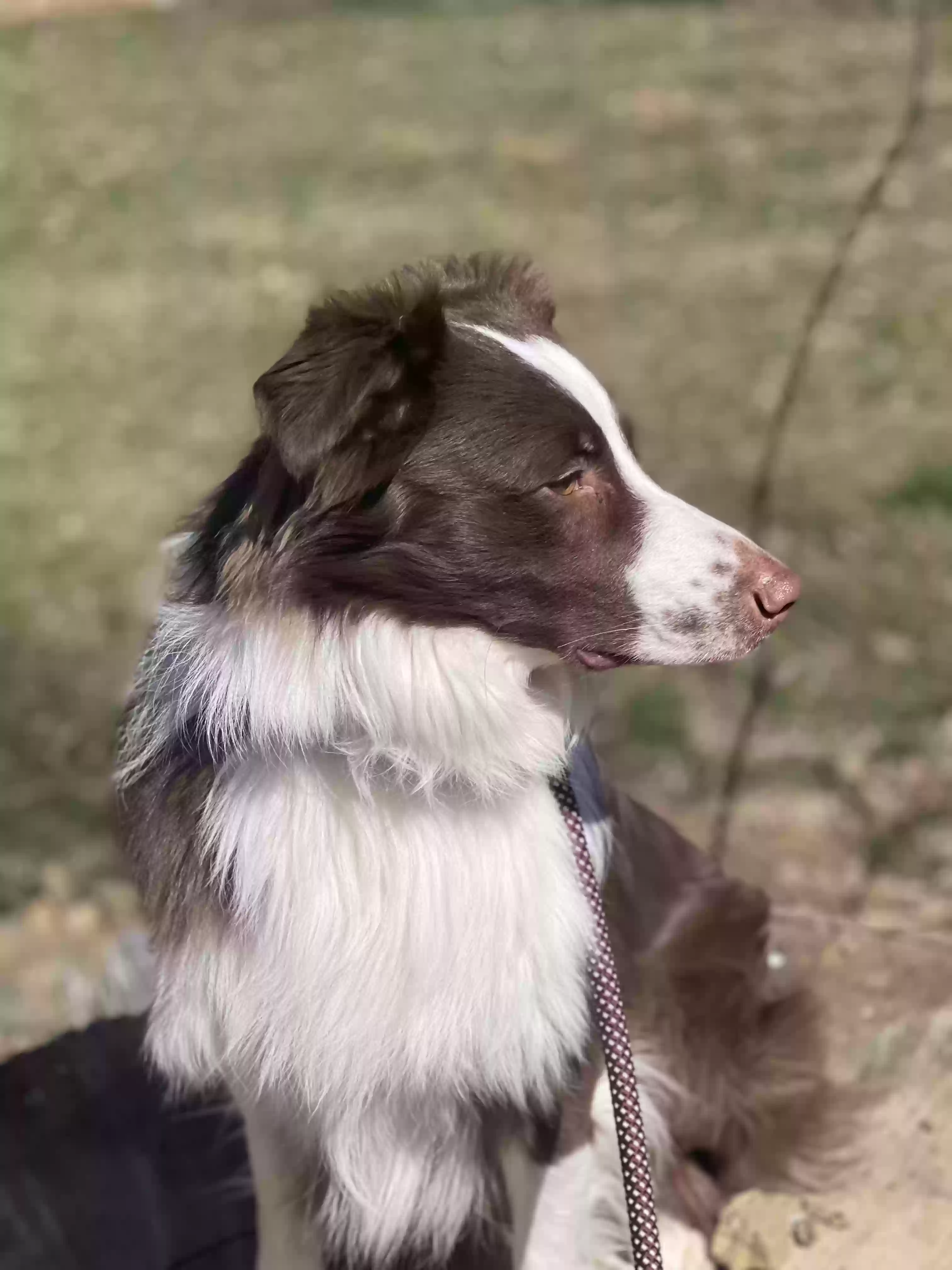 adoptable Dog in Gouldsboro,PA named Ares