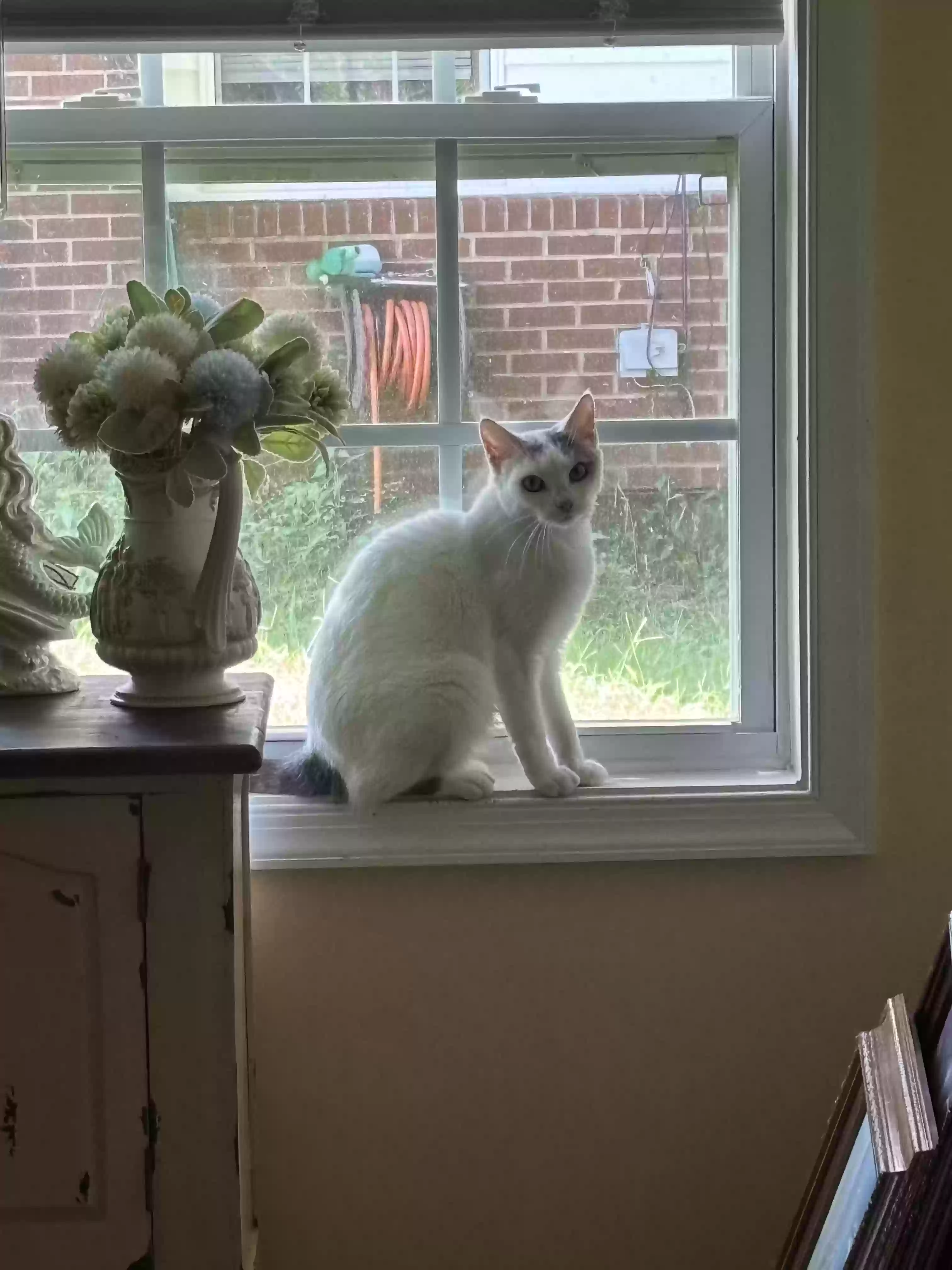 adoptable Cat in Leonardtown,MD named None
