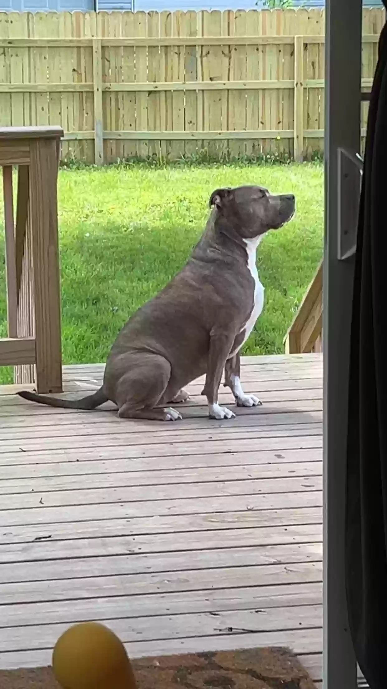 adoptable Dog in Marion,OH named Zeus