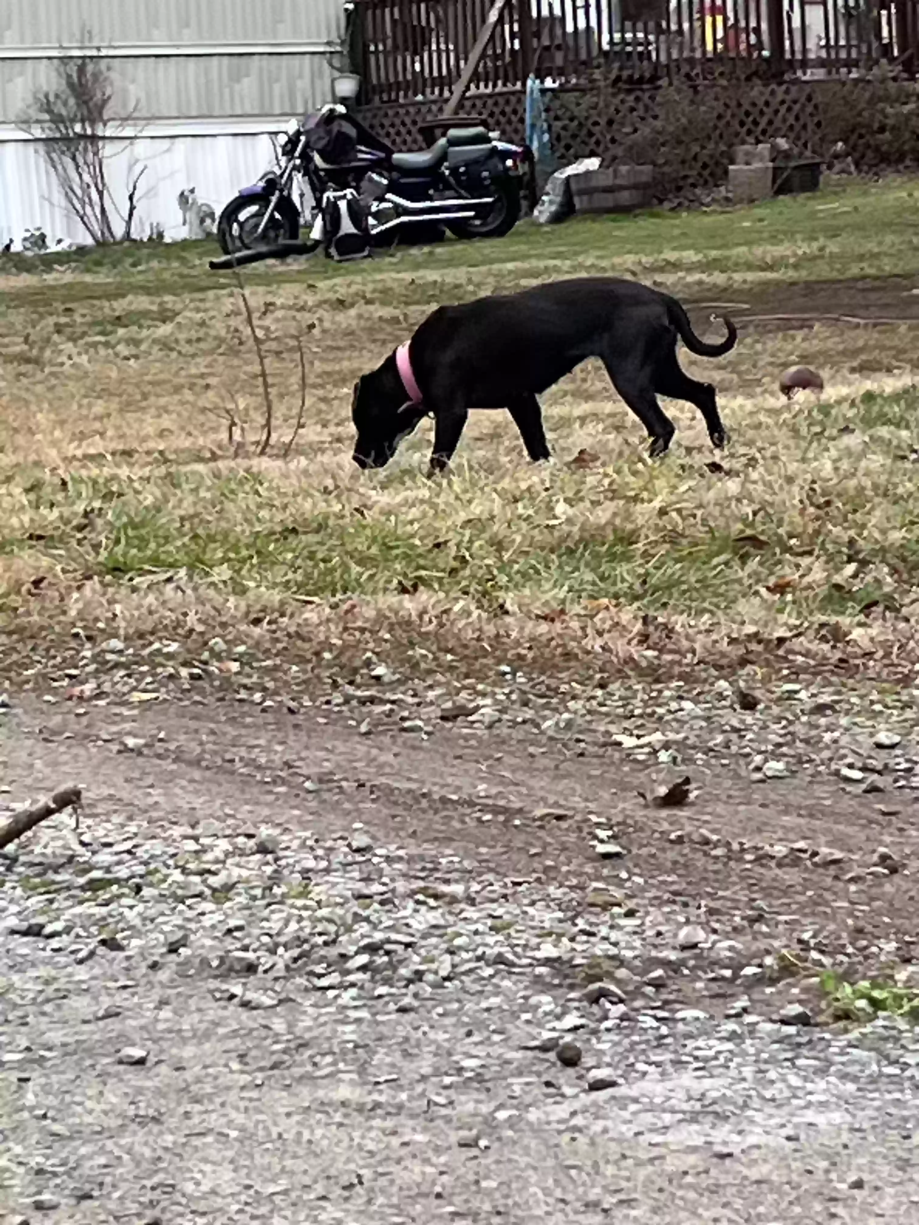 adoptable Dog in Cosby,TN named Sophia