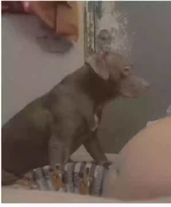 adoptable Dog in Hamilton,OH named Maveri