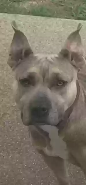 adoptable Dog in Irving,TX named Rosey