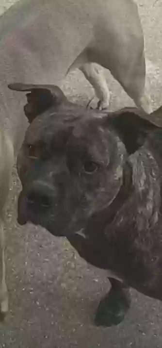 adoptable Dog in Irving,TX named Smokey