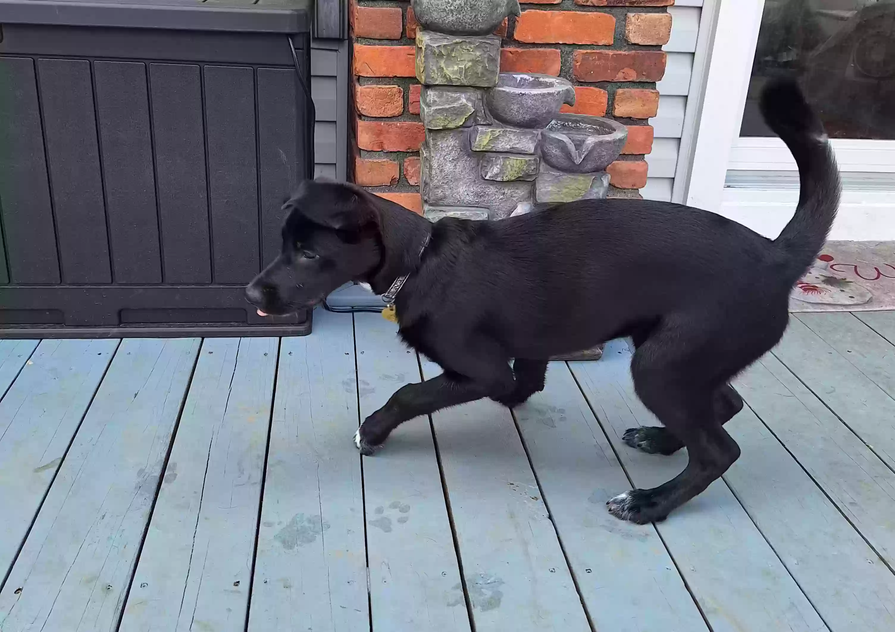 adoptable Dog in Waterford,MI named Ghost