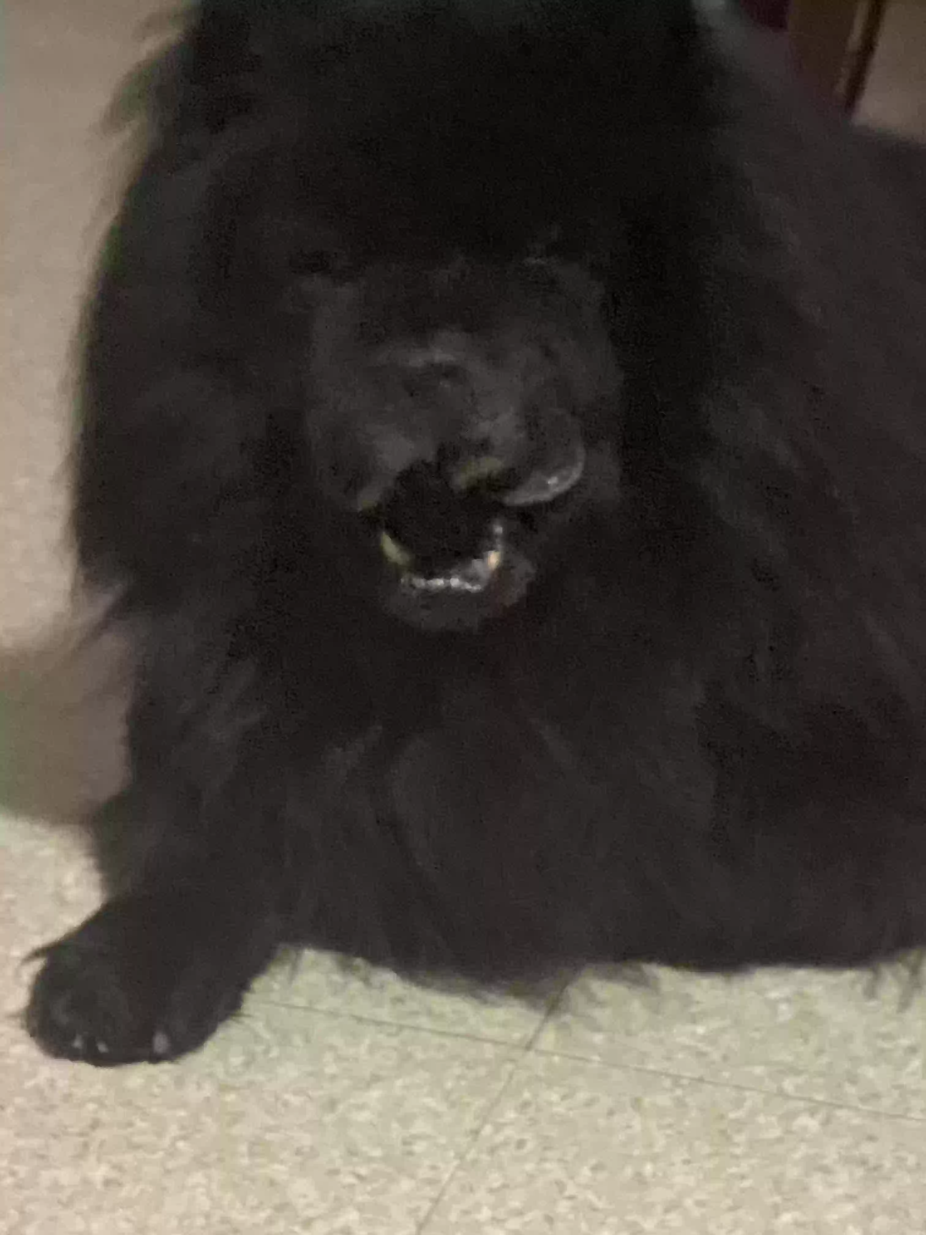 adoptable Dog in Bethlehem,PA named Bear