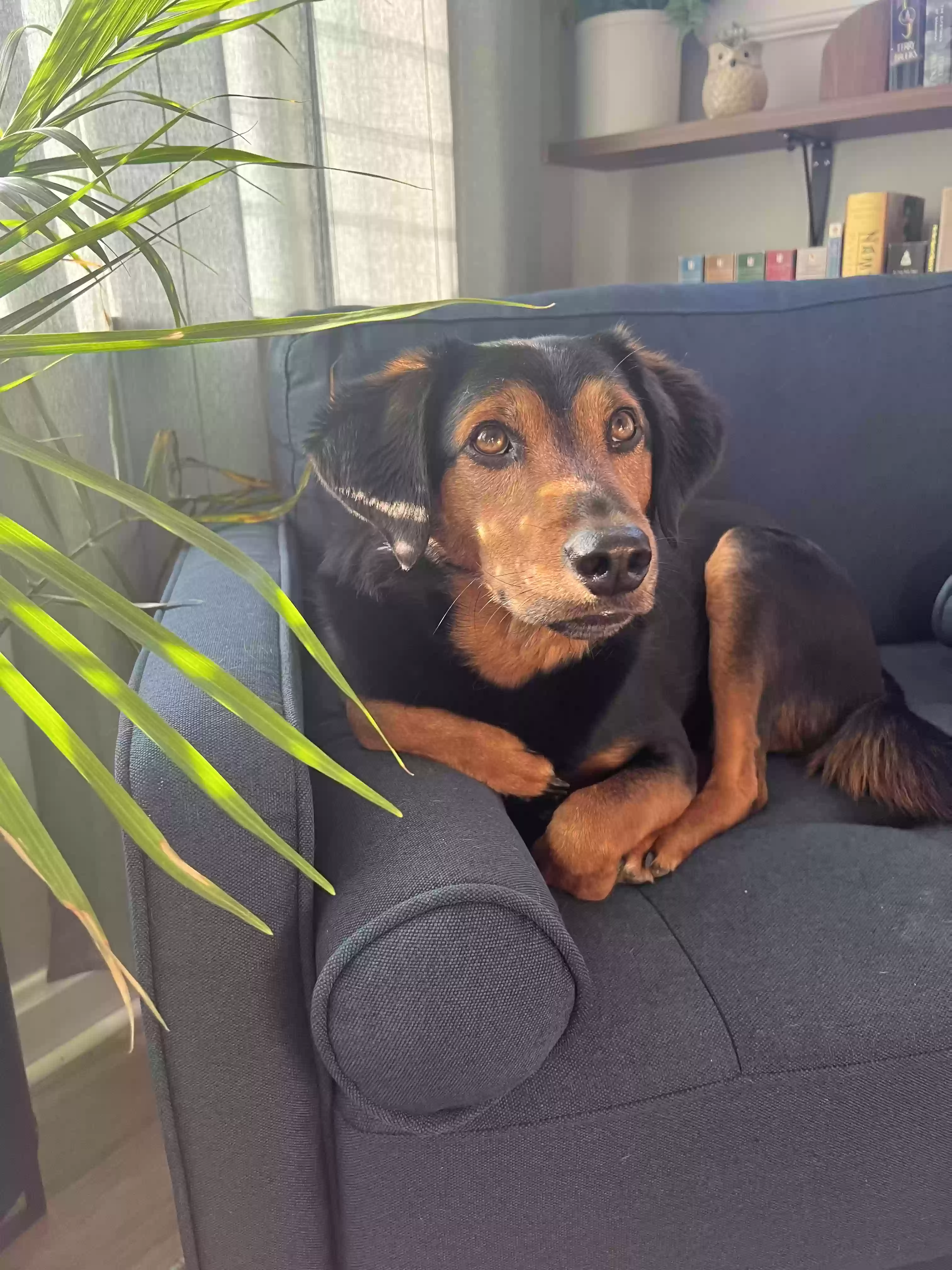 adoptable Dog in Maineville,OH named Gryff