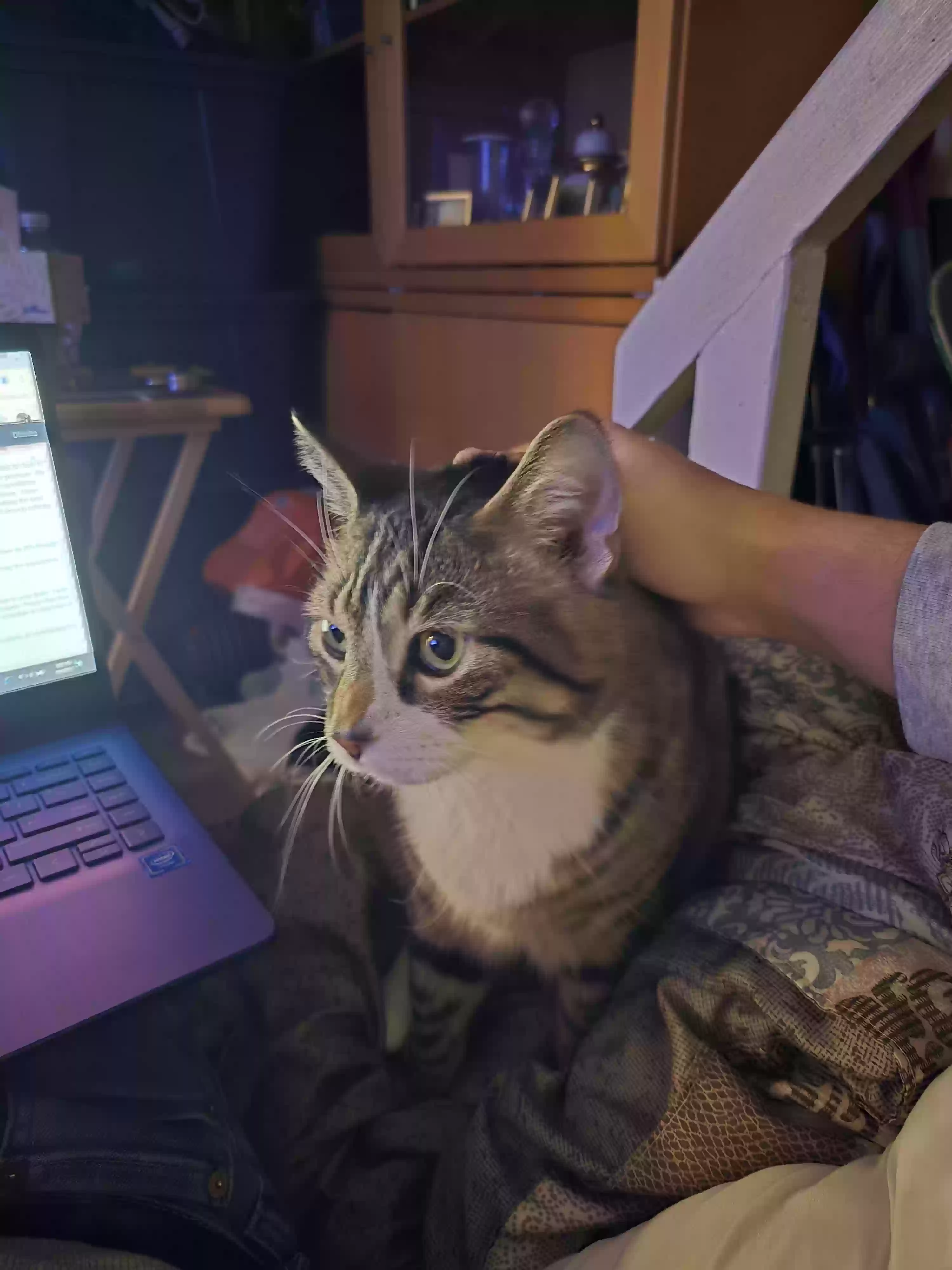 adoptable Cat in Brooklyn,NY named Edwin
