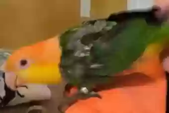 adoptable Bird in Covington,LA named