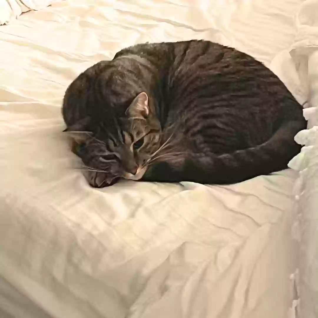 adoptable Cat in Irving,TX named Shrimp