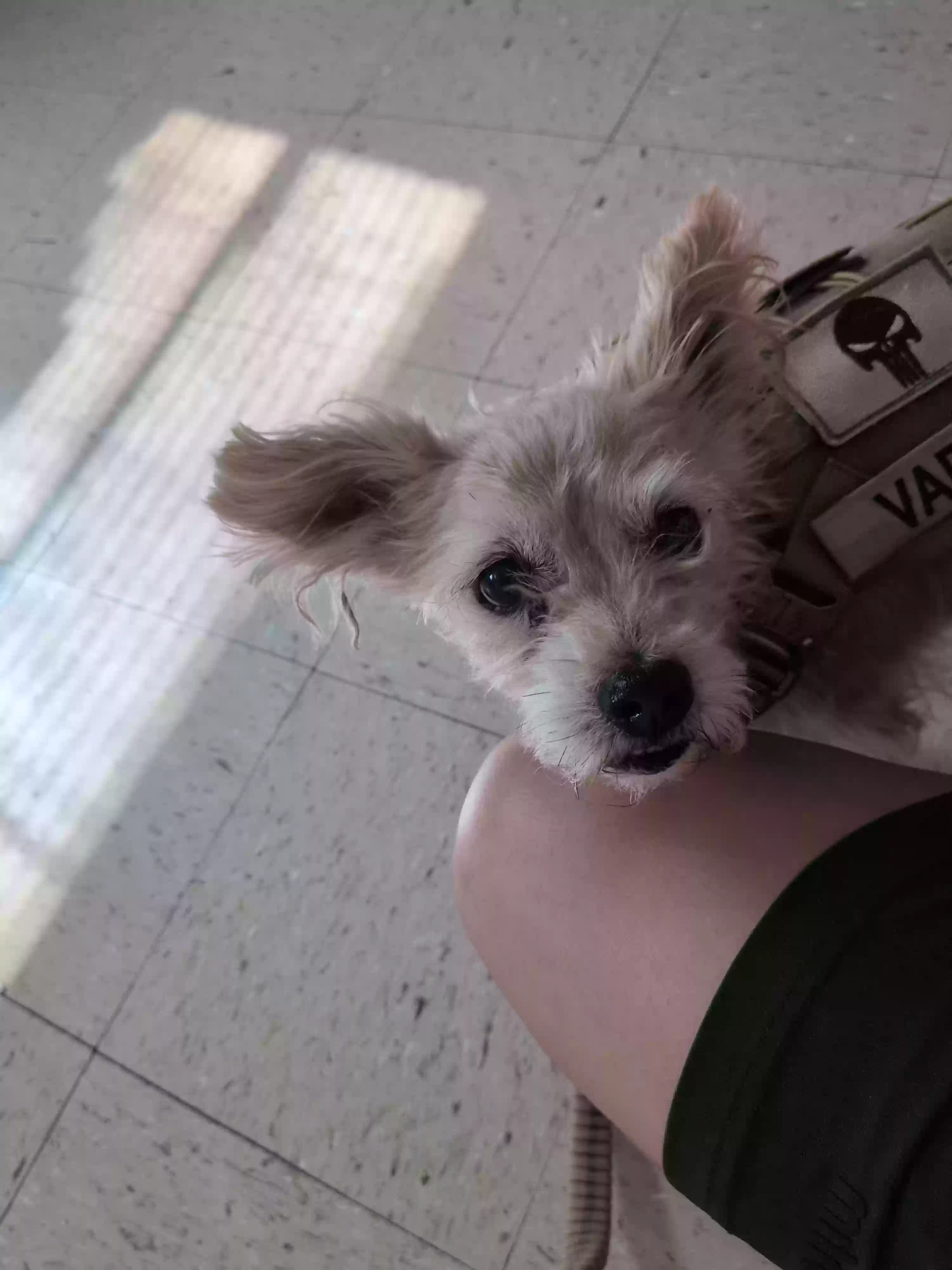 adoptable Dog in Fort Hood,TX named Milo