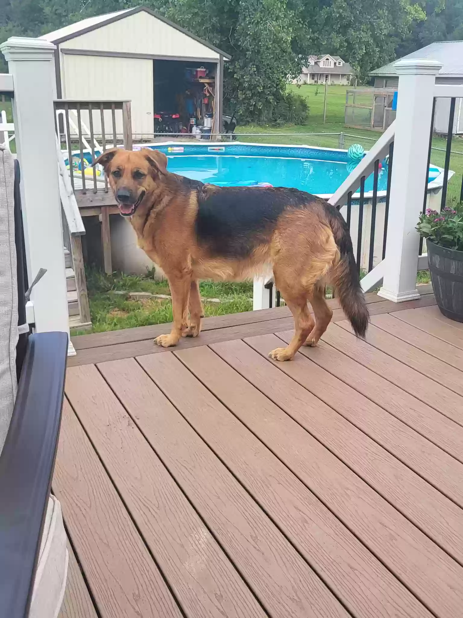 adoptable Dog in Belleville,MI named Darcy