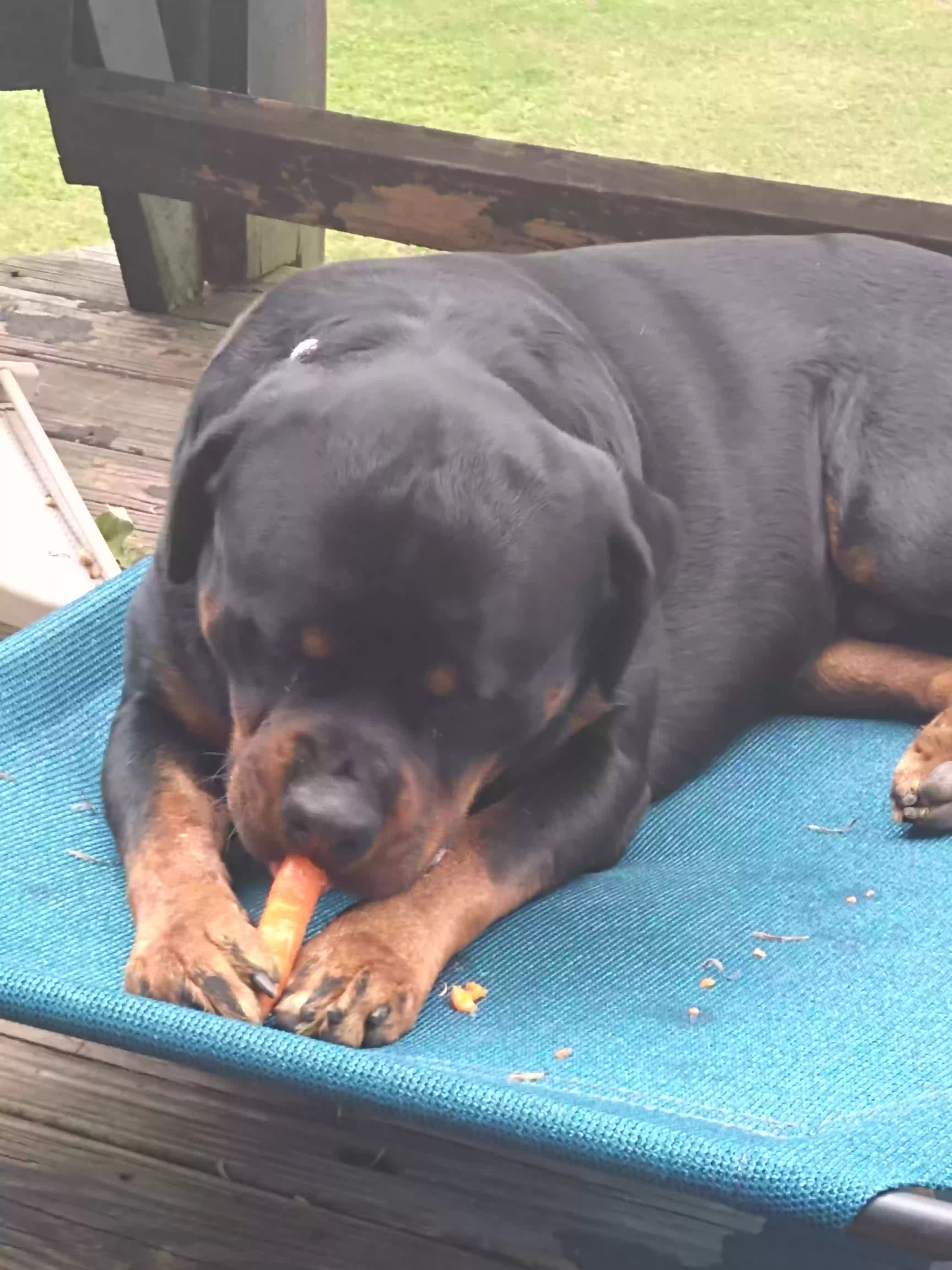 adoptable Dog in Lithonia,GA named Nas