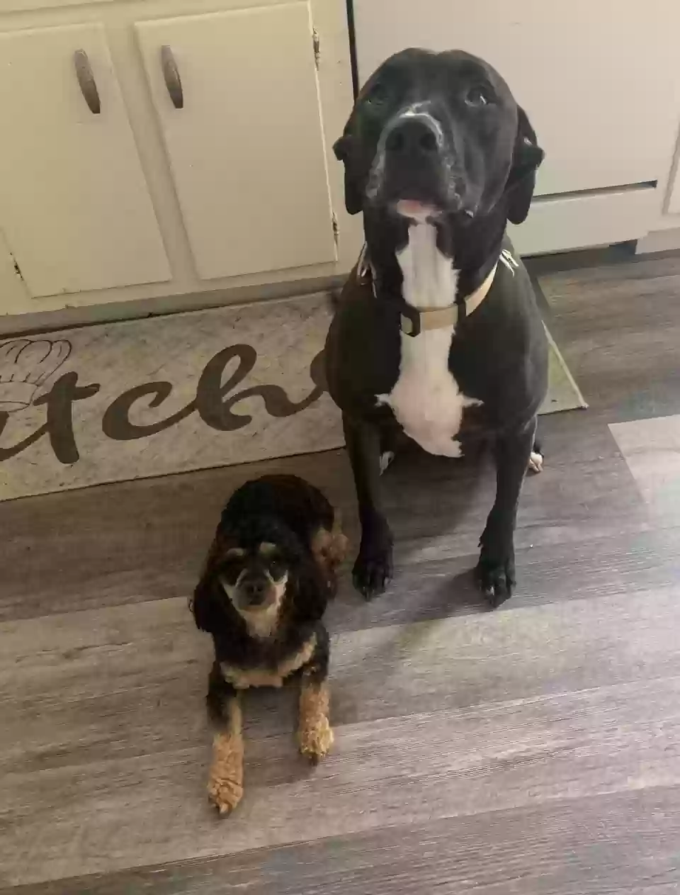adoptable Dog in Romulus,MI named Enzo