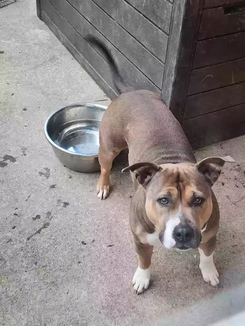 adoptable Dog in Snellville,GA named MELODY