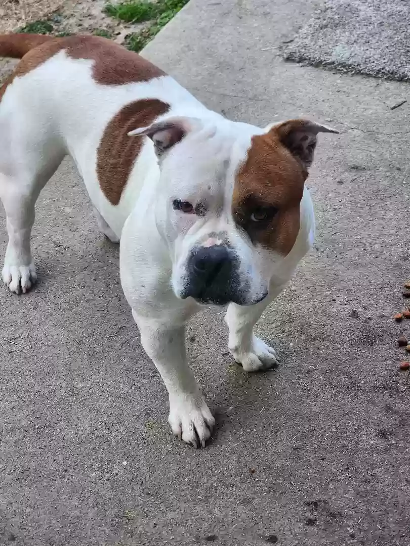 adoptable Dog in Snellville,GA named PJ