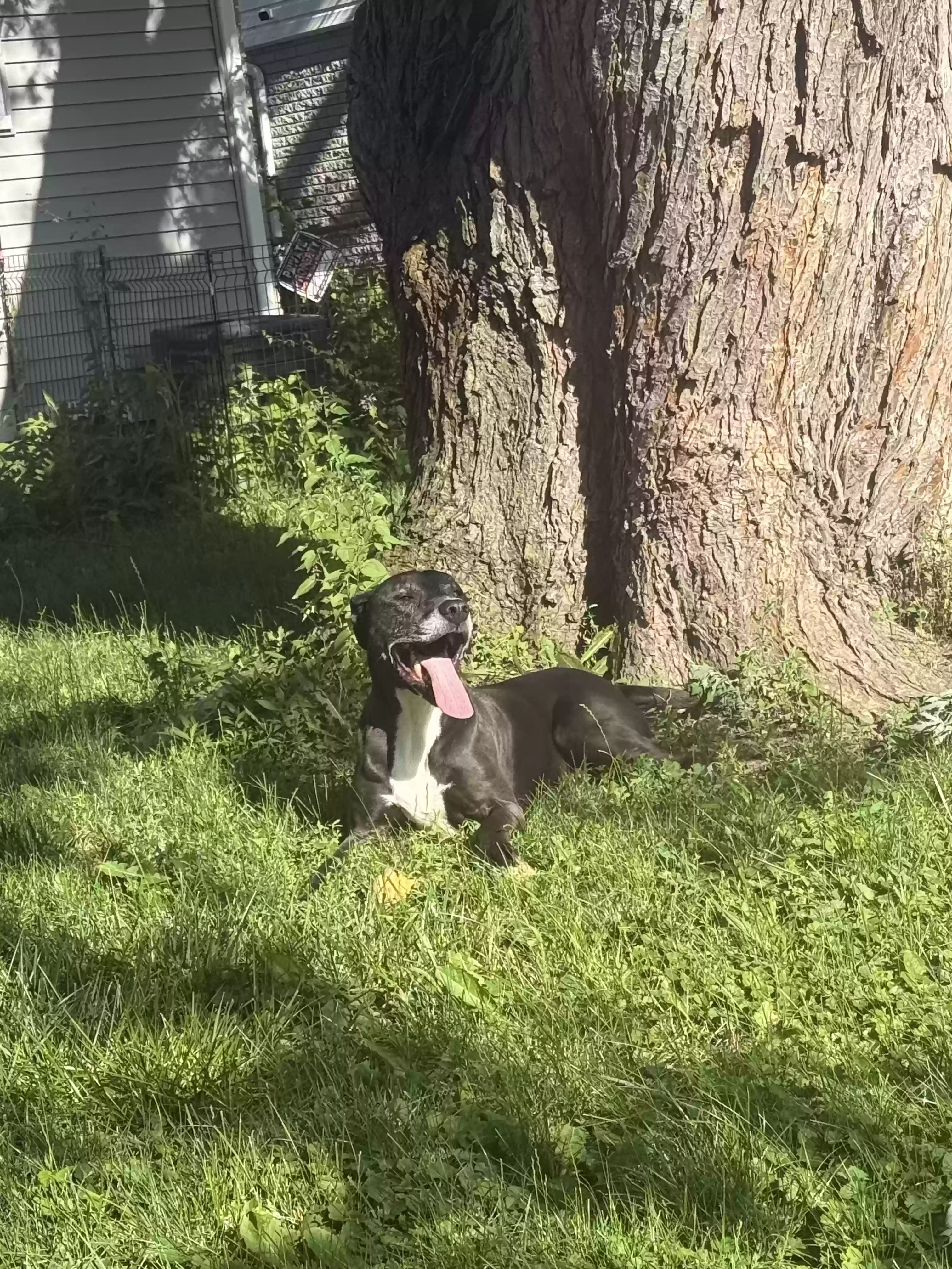 adoptable Dog in Romulus,MI named Enzo