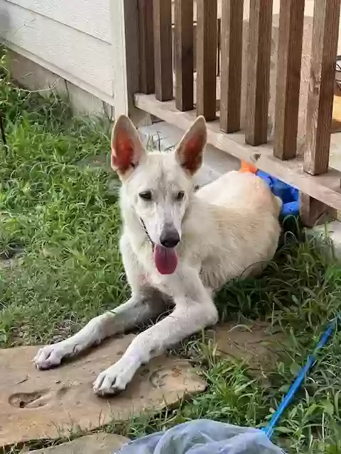 adoptable Dog in Alvarado,TX named Snowflake