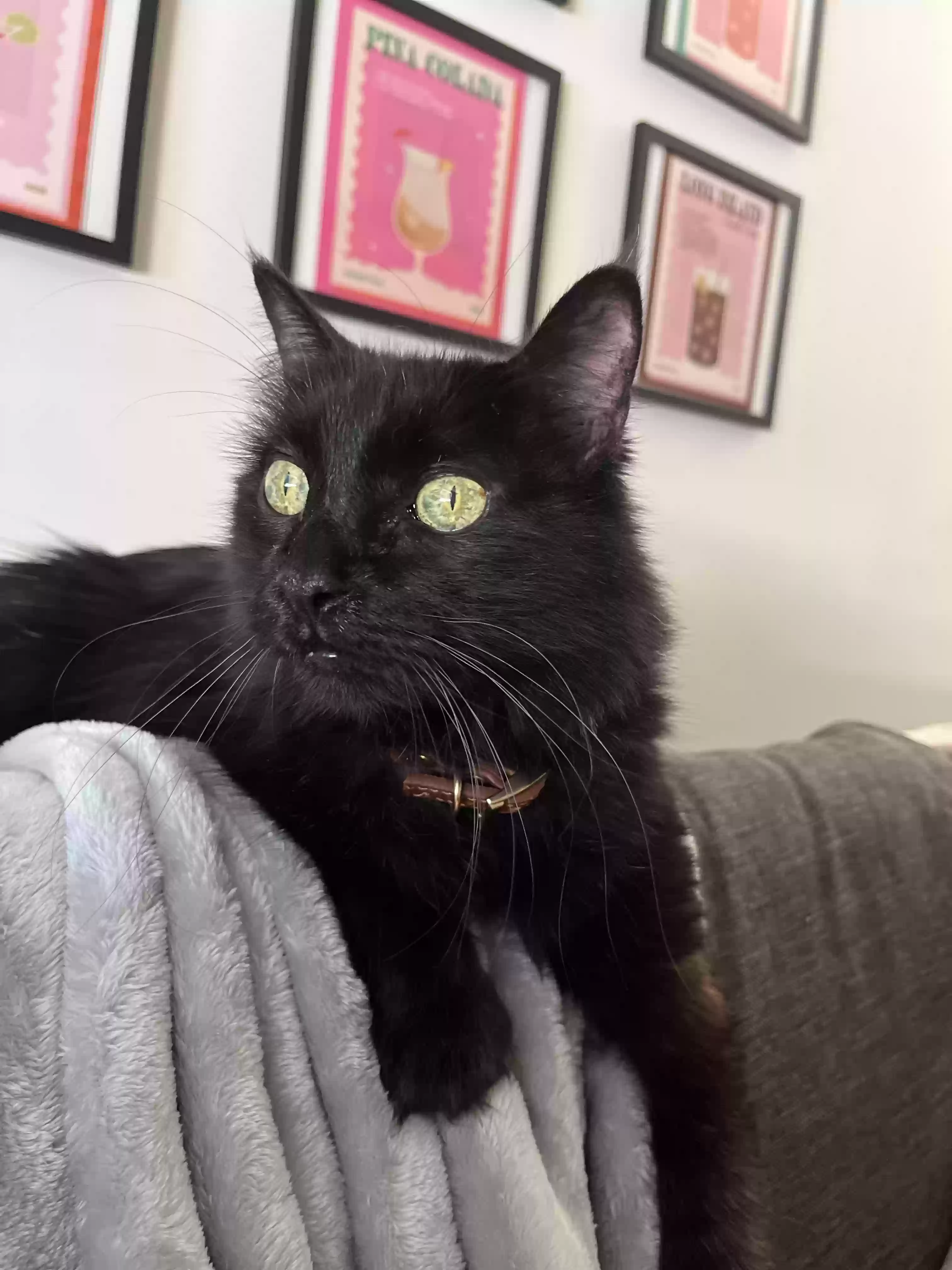 adoptable Cat in San Marcos,TX named MIKA
