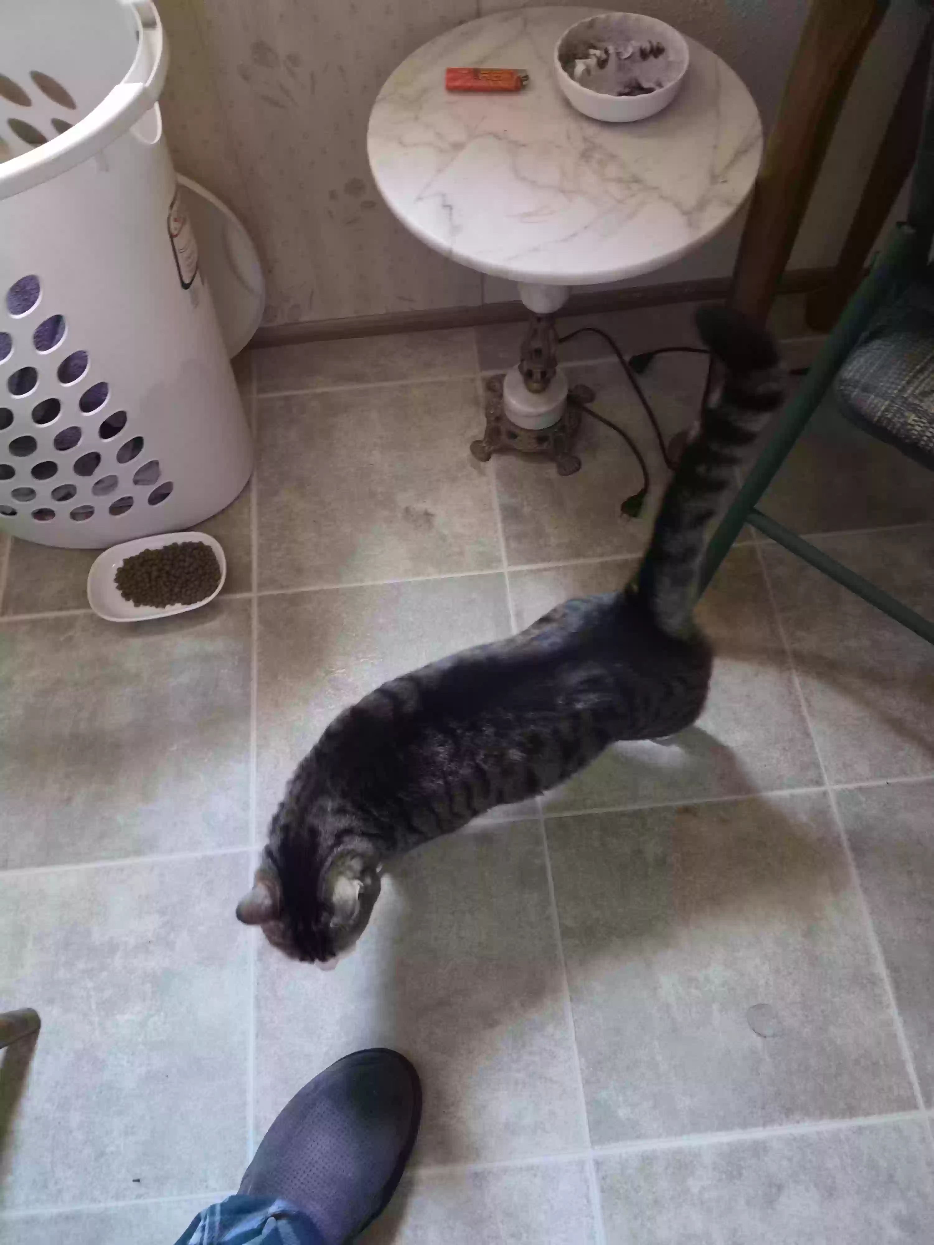 adoptable Cat in Roseburg,OR named Sadie
