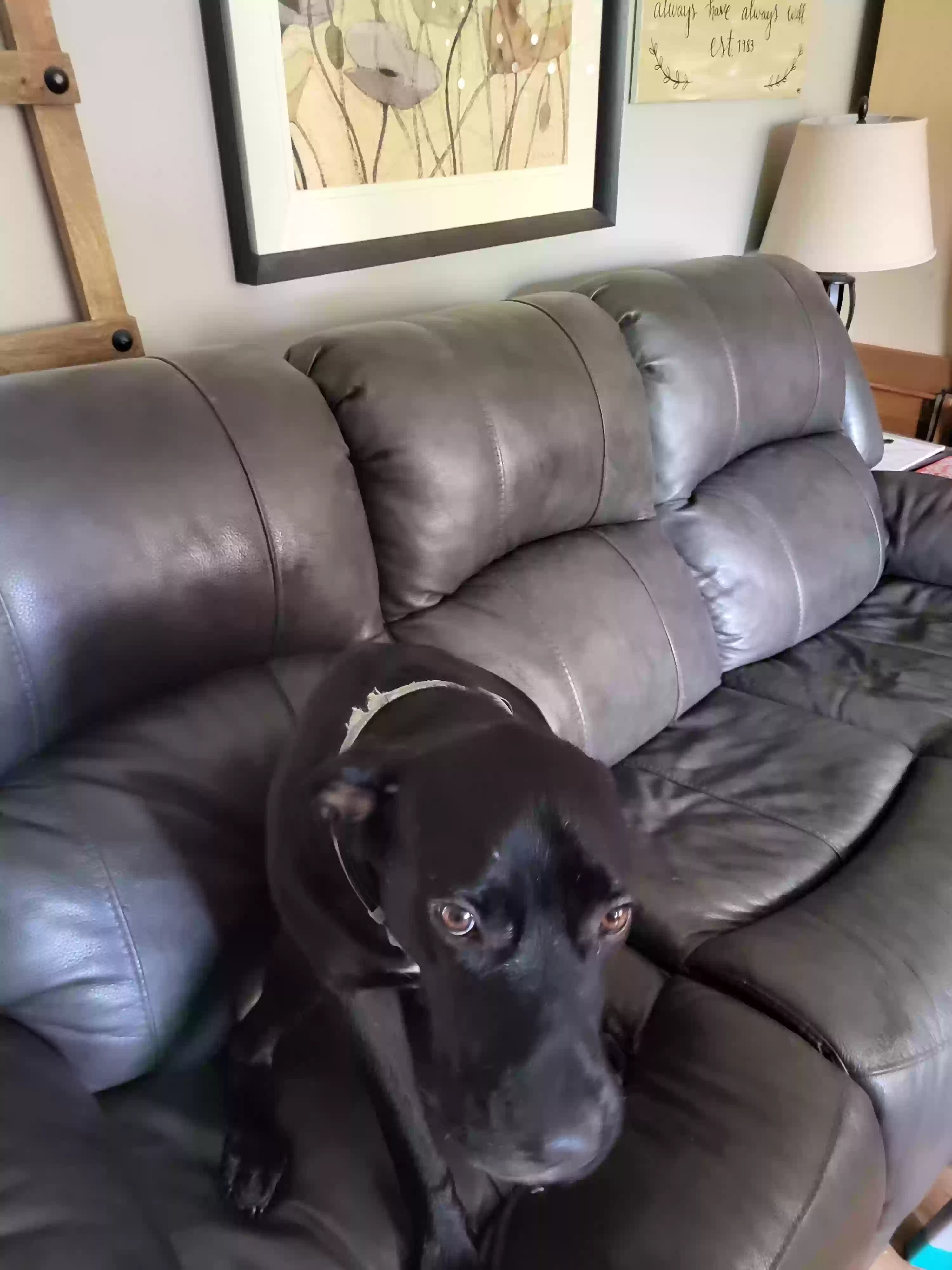 adoptable Dog in Portage,MI named Rufus